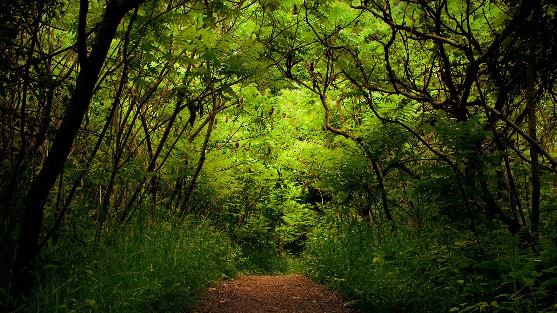 natur wald grüns pflanzen