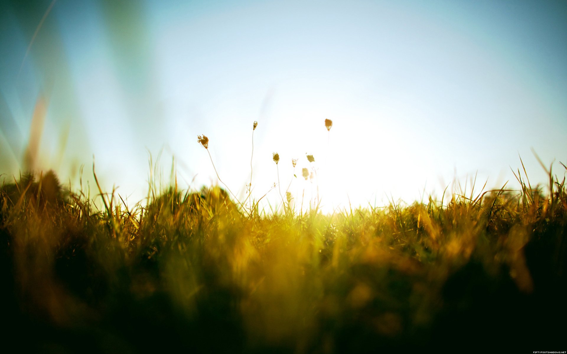 sommer warm sonne grün gras himmel