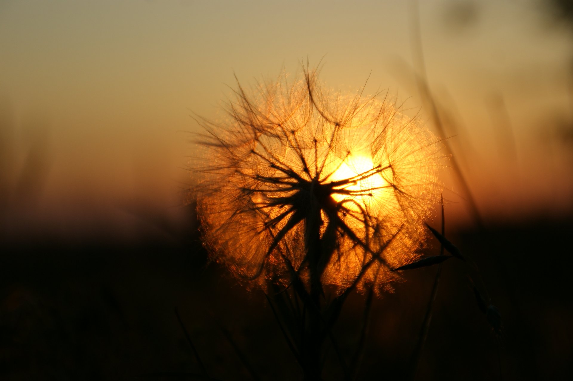 löwenzahn sonne sonnenuntergang