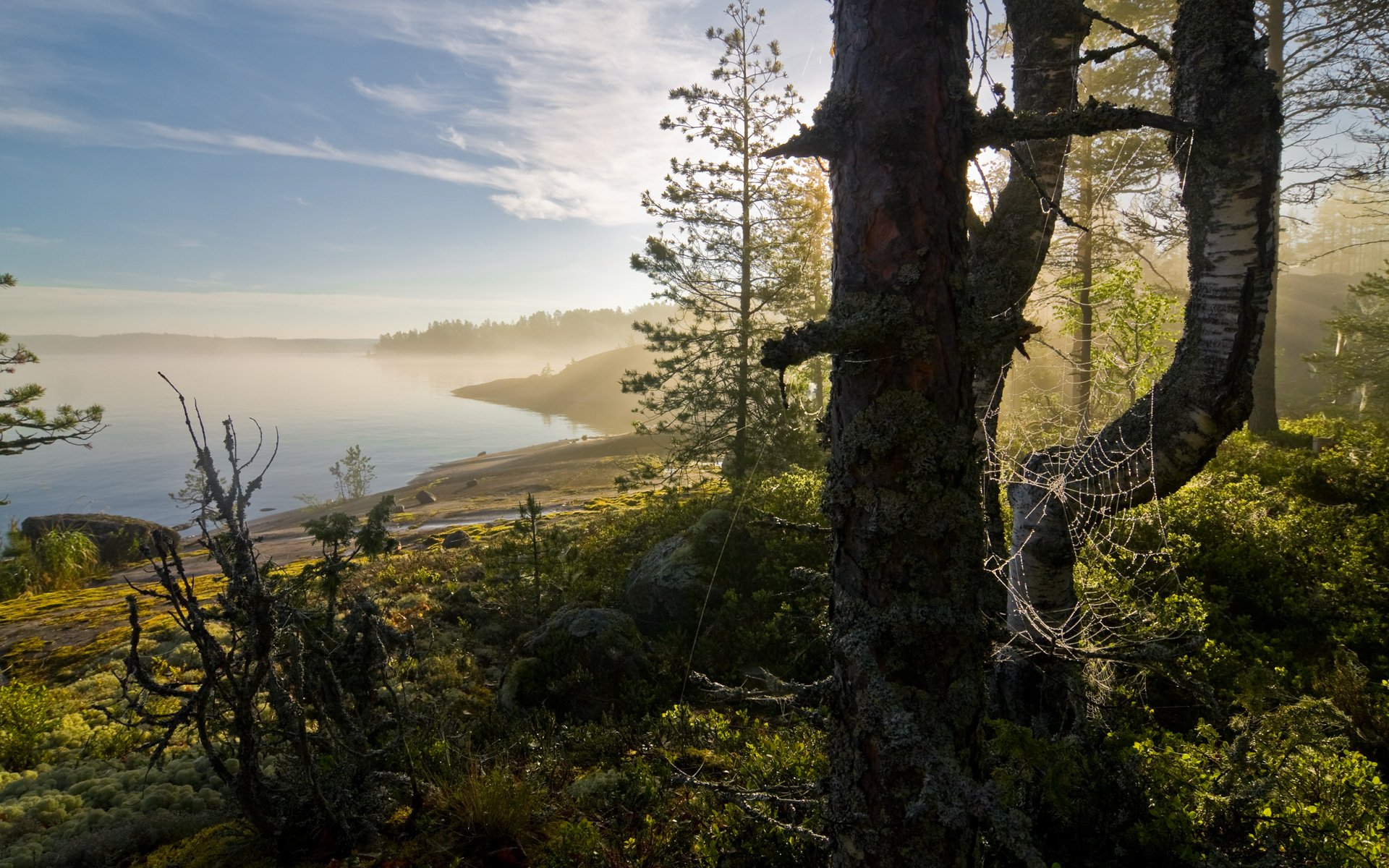 paysage baie forêt toile d araignée brouillard