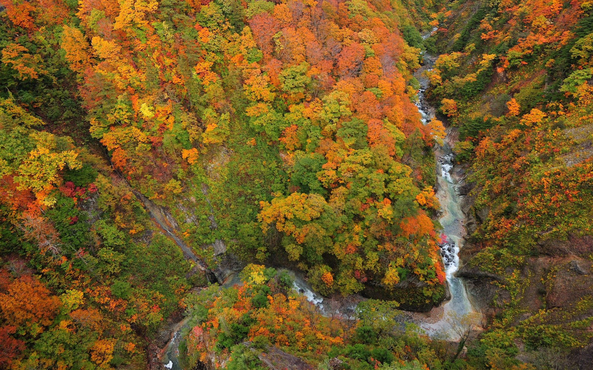 bosque río garganta arriba