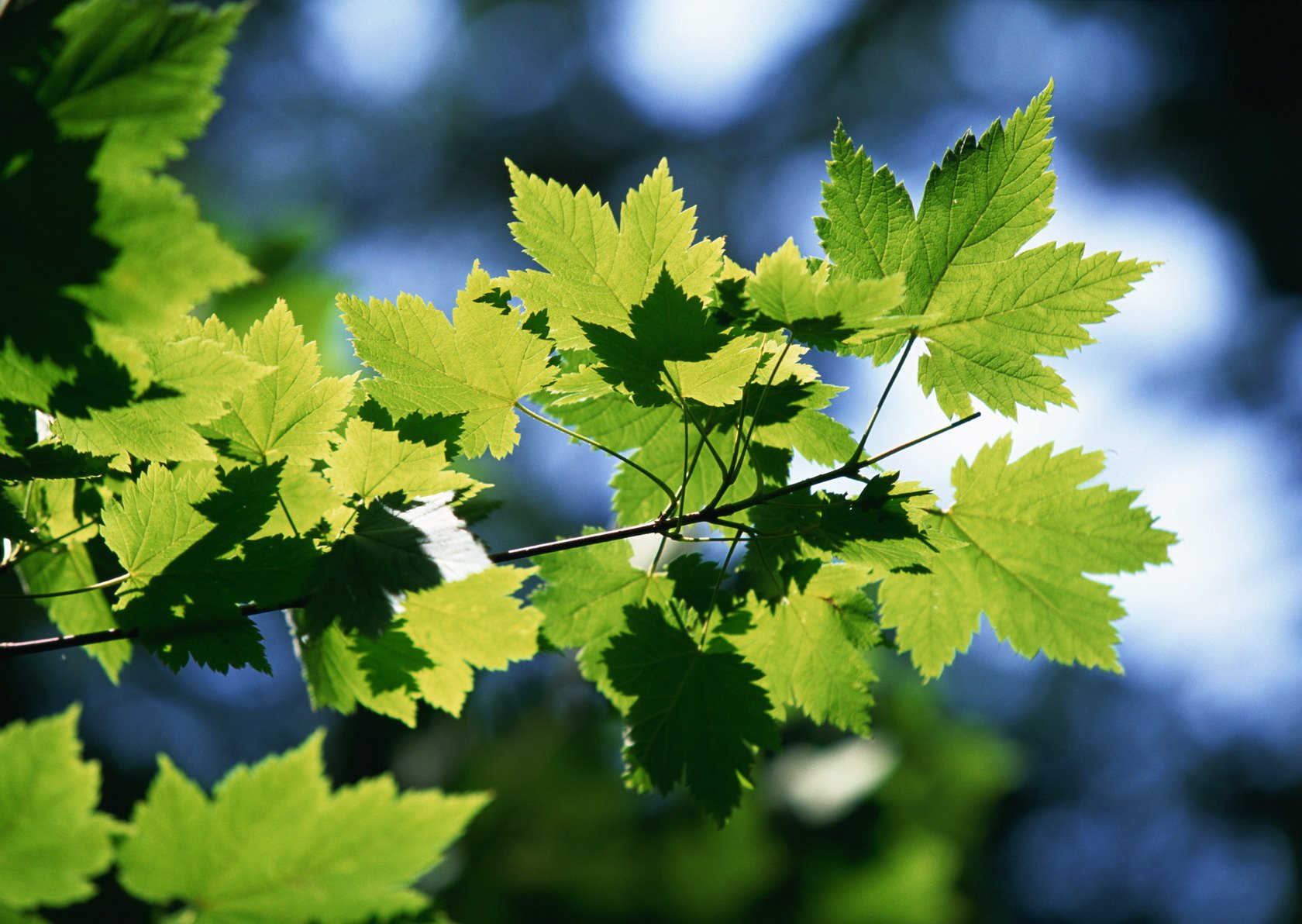 leaves branch maple green summer