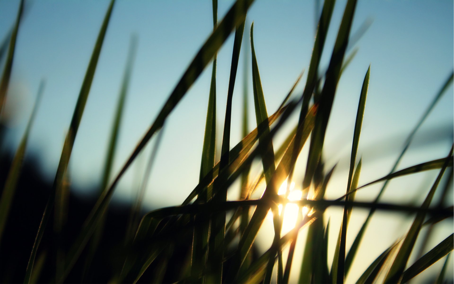 sonne strahlen gras unschärfe