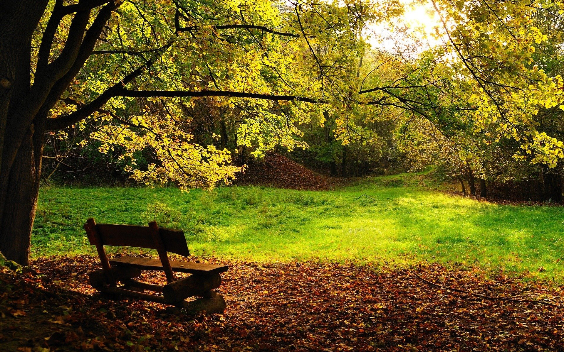 herbst bäume bank laub