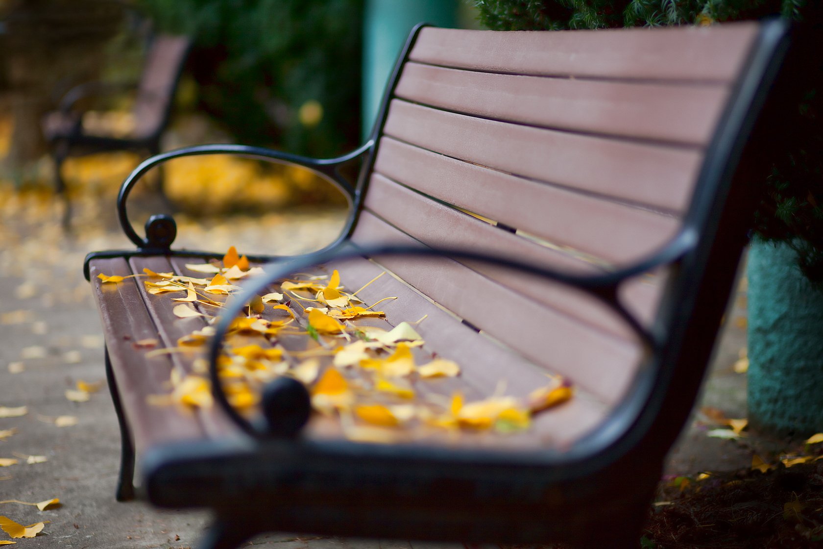 negozio foglie autunno