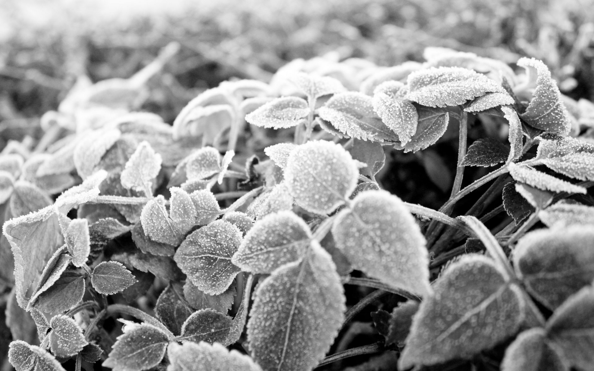 noir et blanc feuilles givre gel