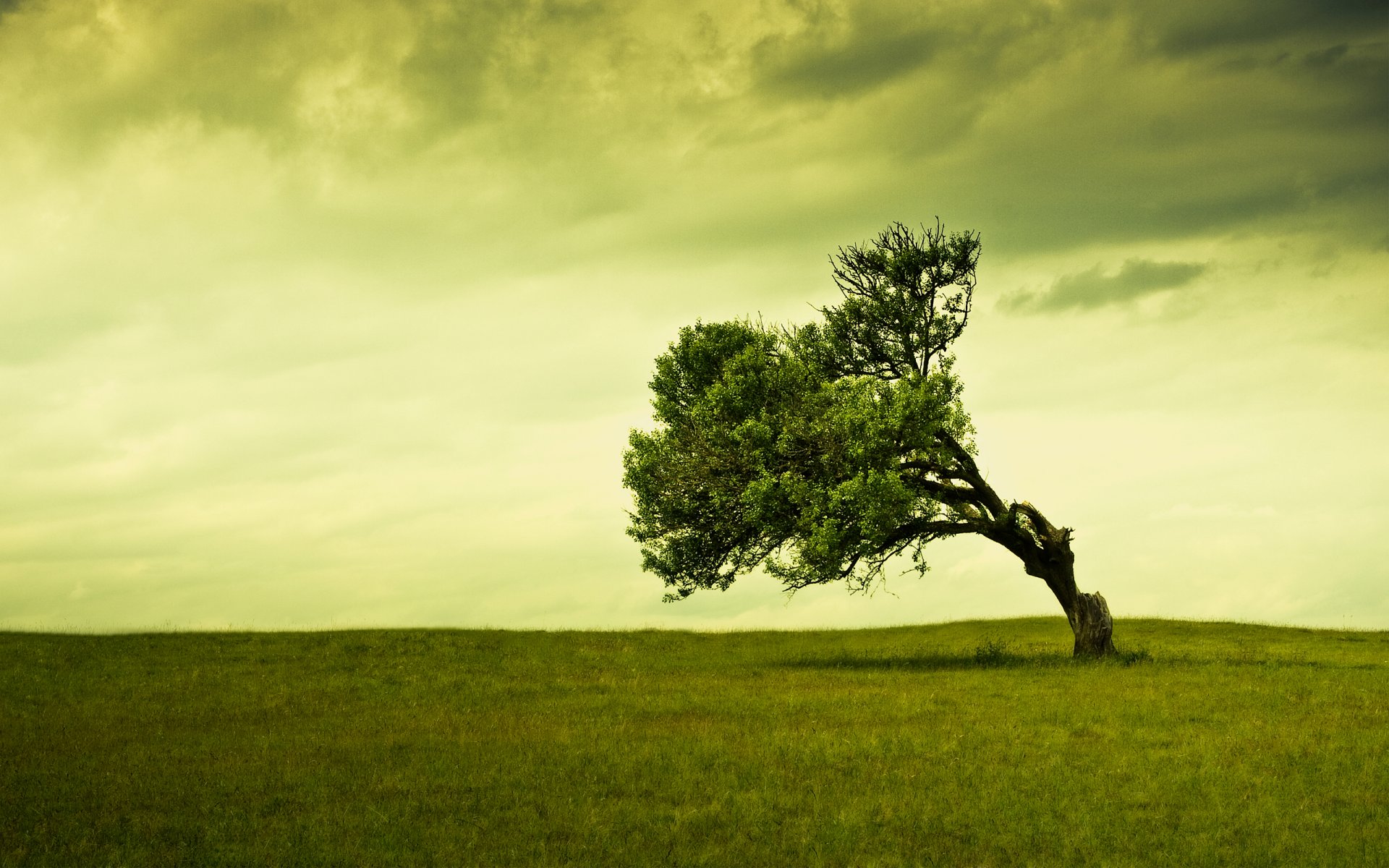 nuages champ herbe ciel arbre