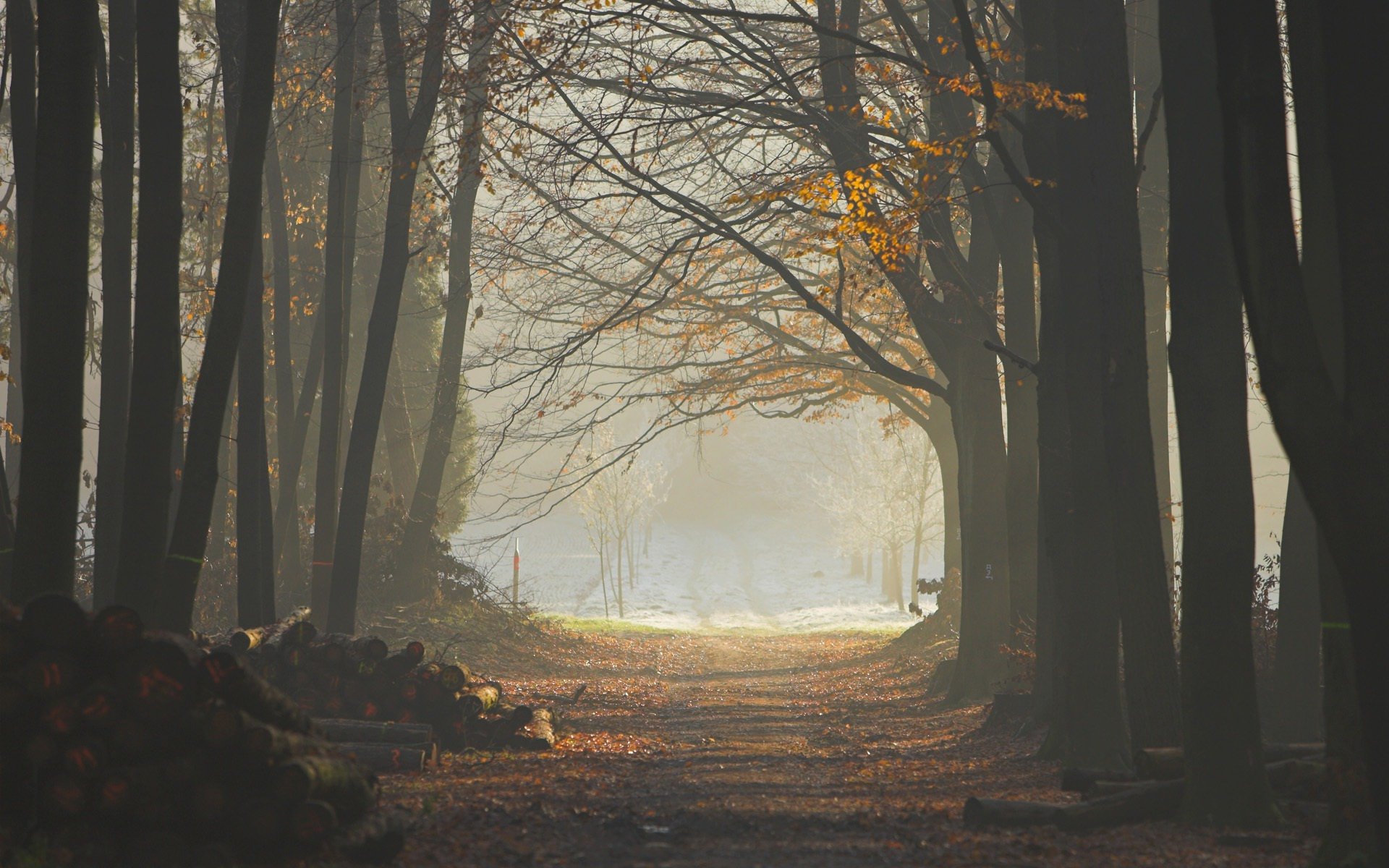 foresta nebbia alberi sentiero tronchi foglie