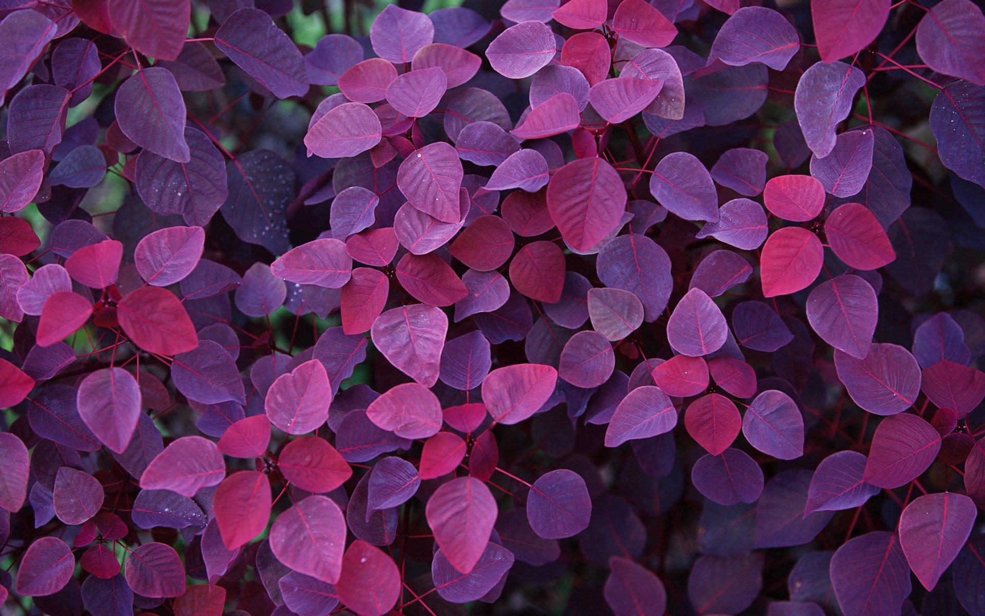 foglie autunno viola