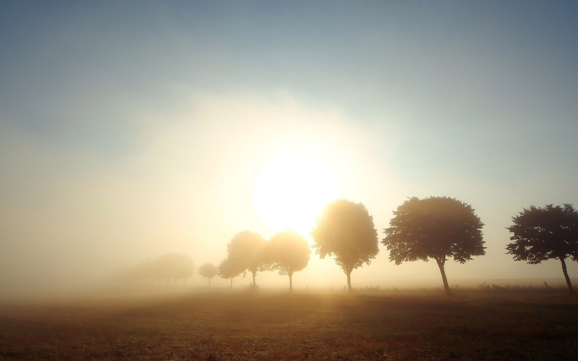 bäume feld nebel sonne