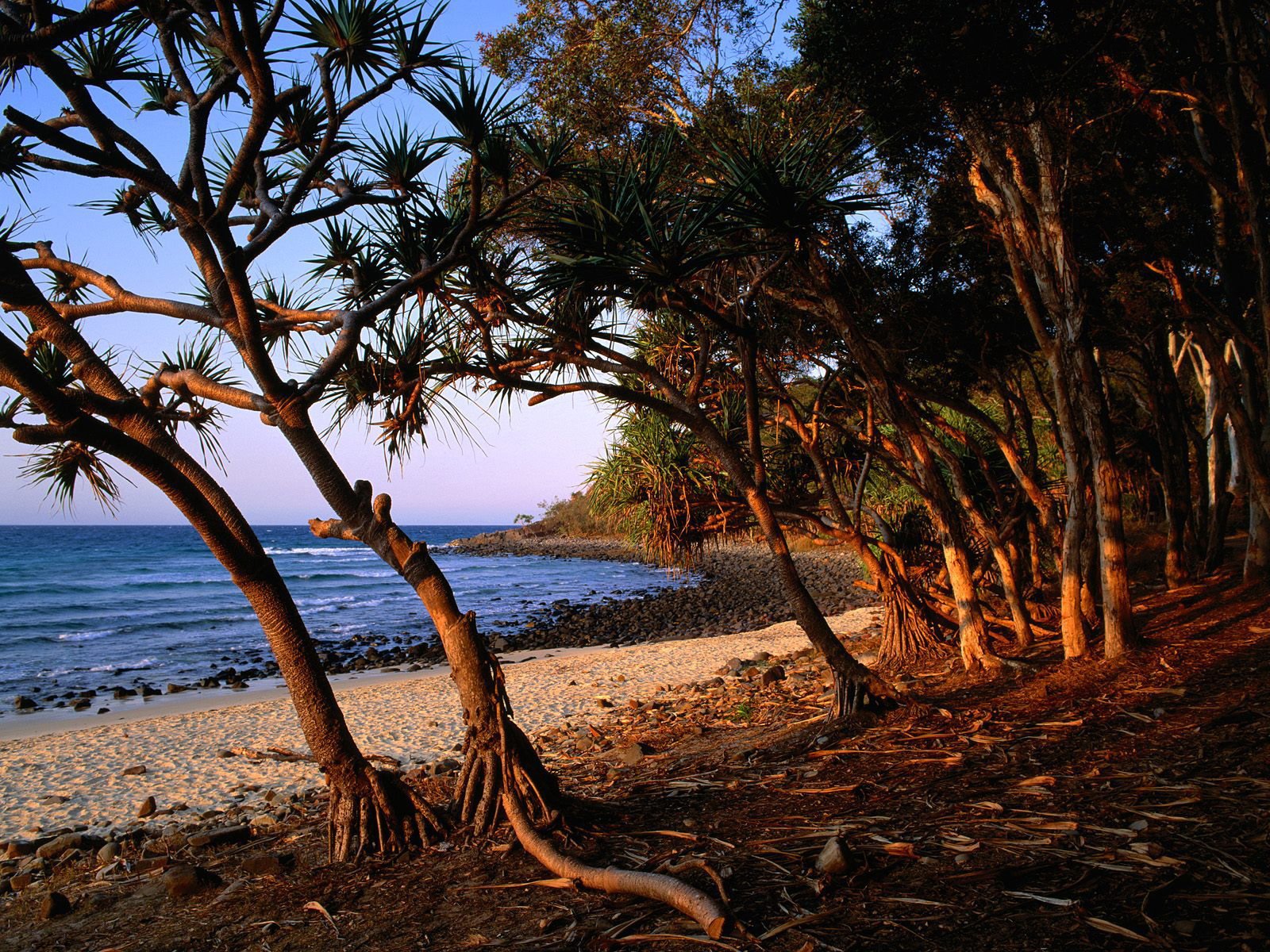 arbres mer plage pierres racines