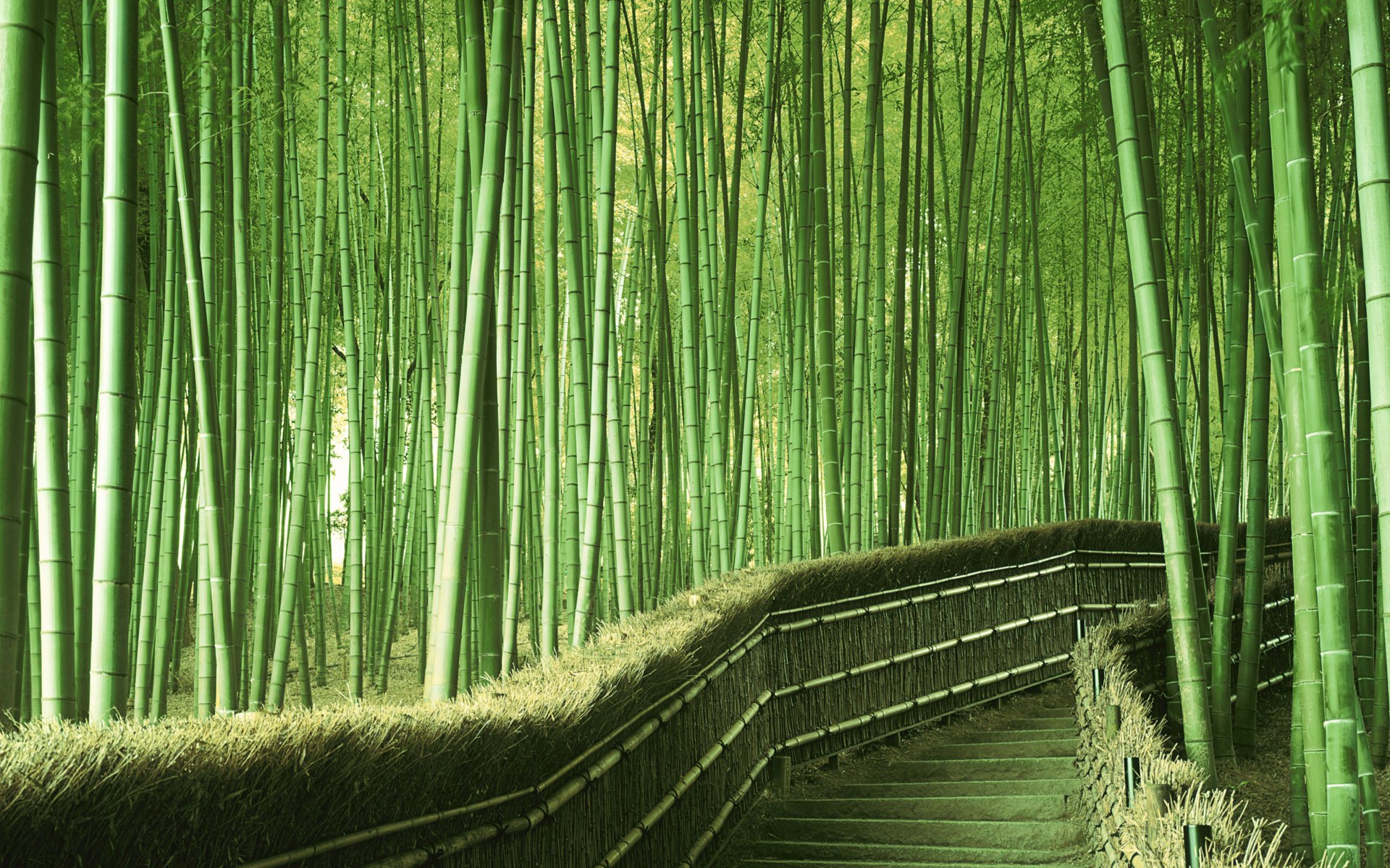 bambou japon verdure