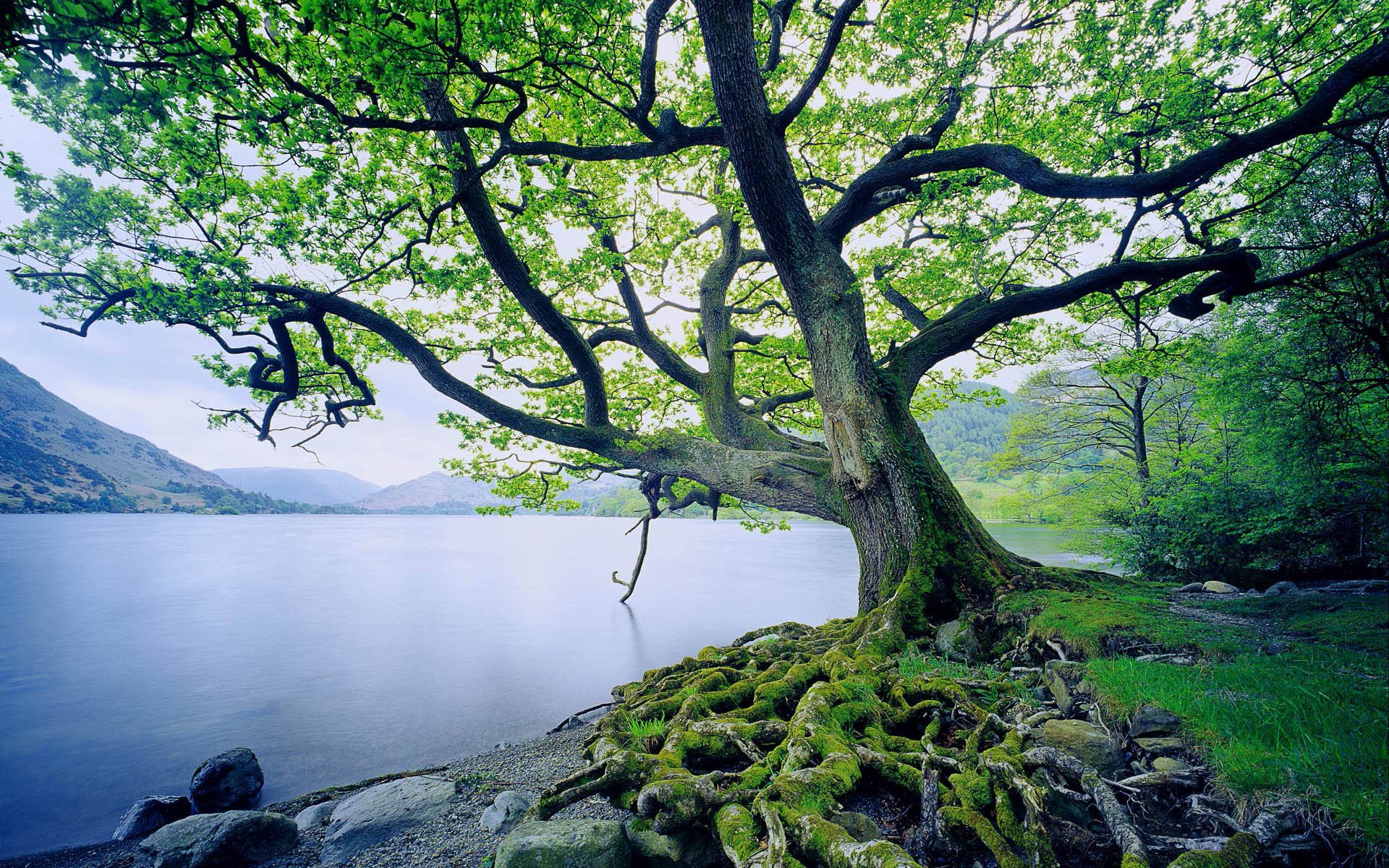 albero acqua muschio erba radici montagne