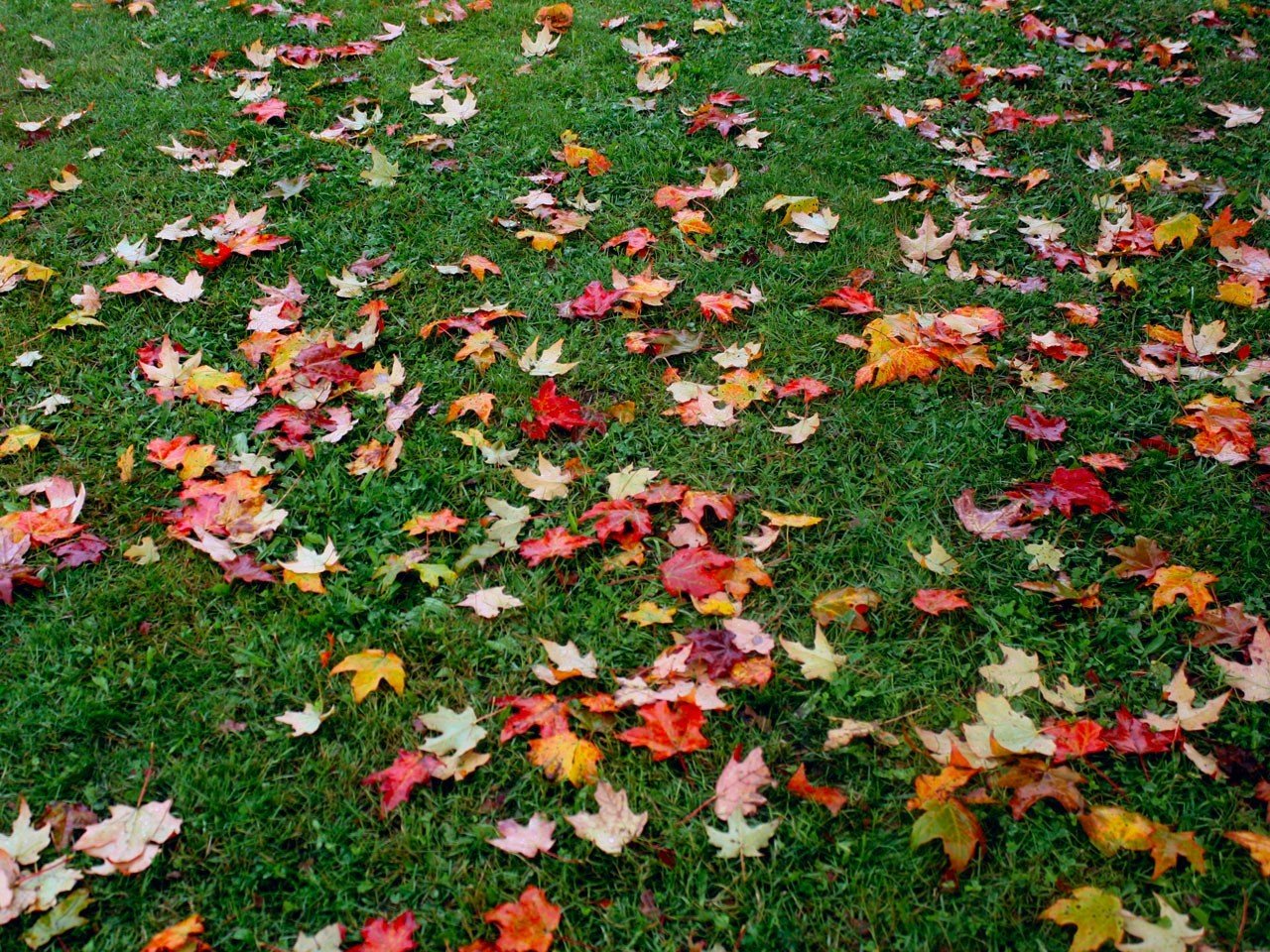 otoño follaje hierba