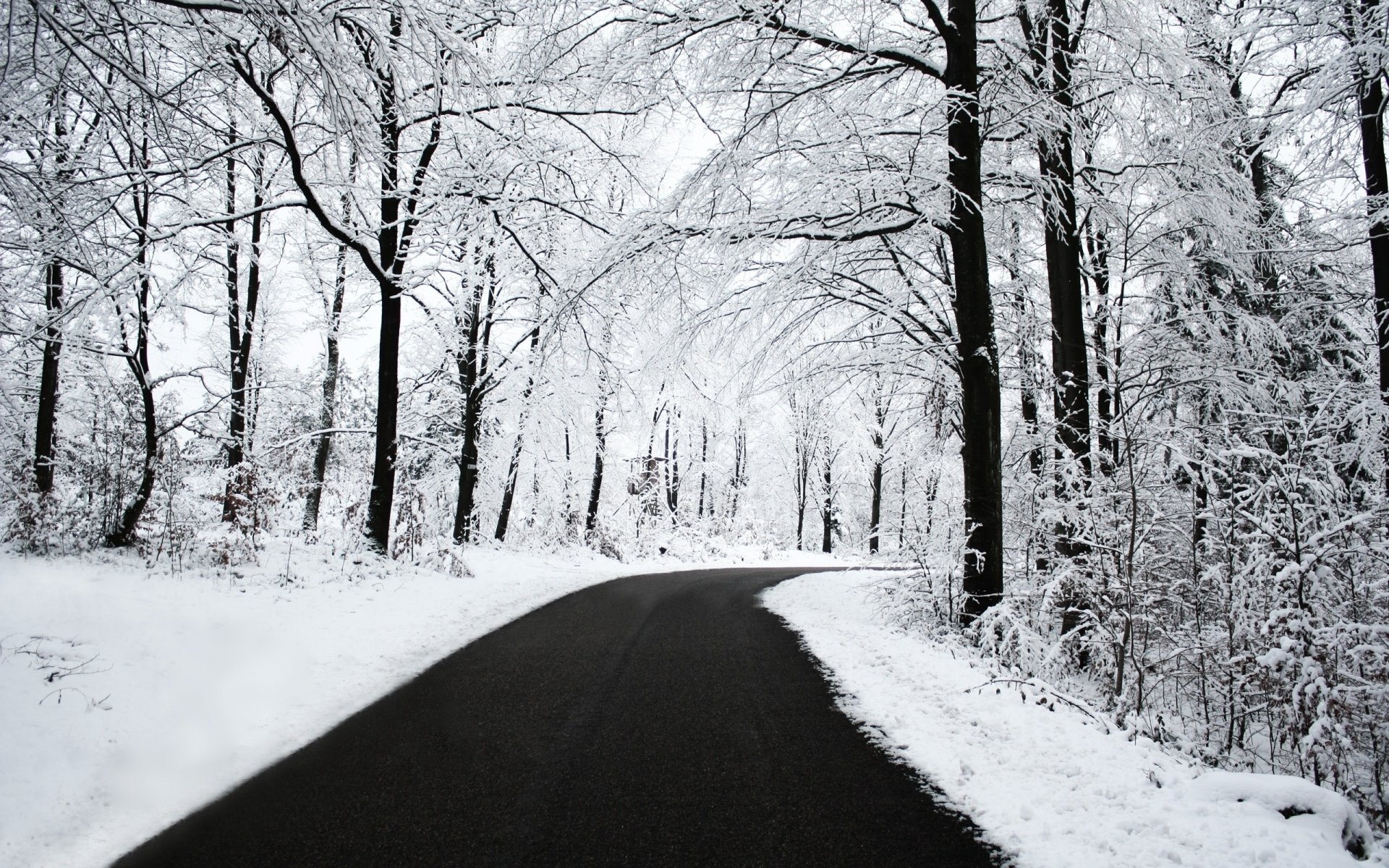 winter road forest snow