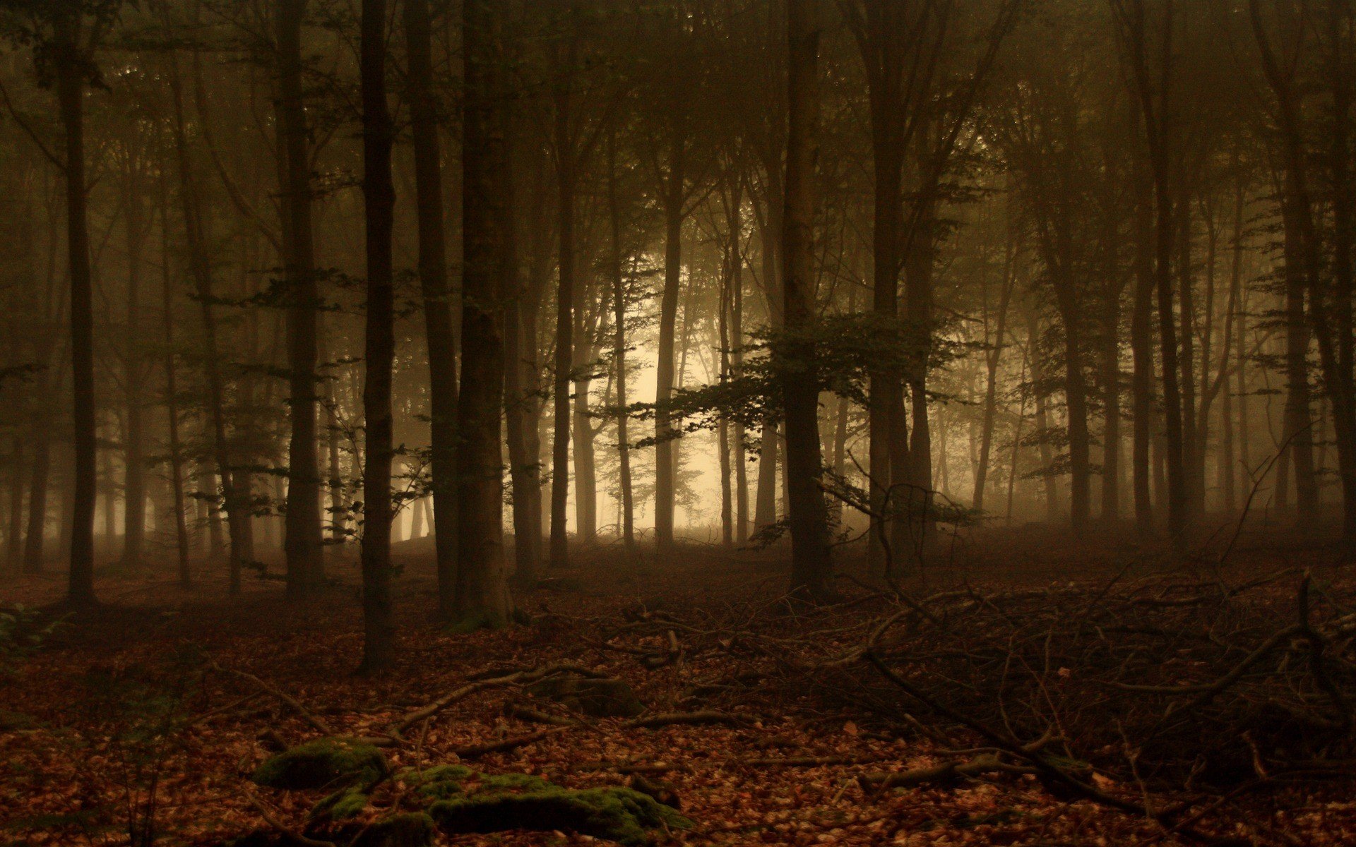 foresta alberi nebbia rami foglie muschio