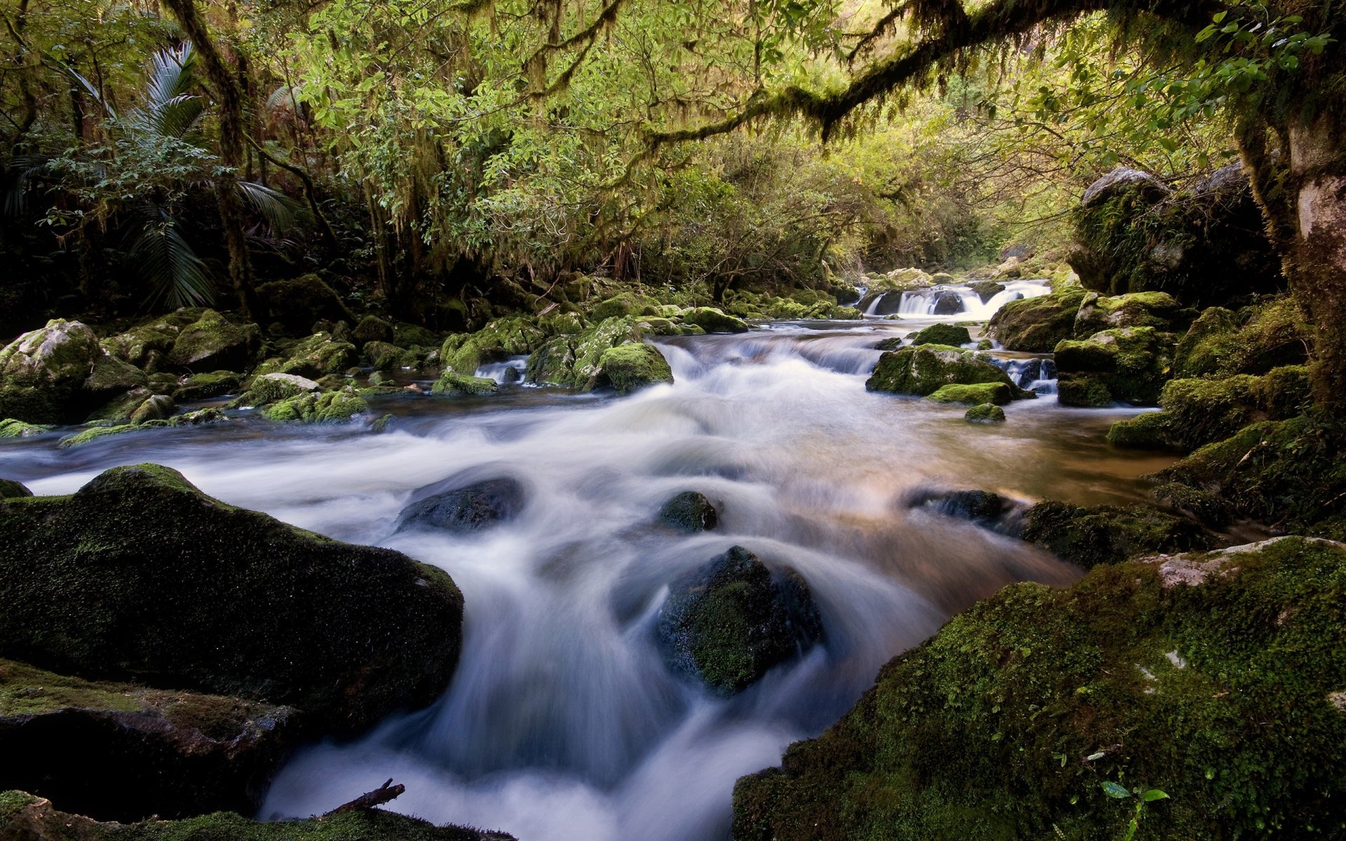 rivière pierres forêt