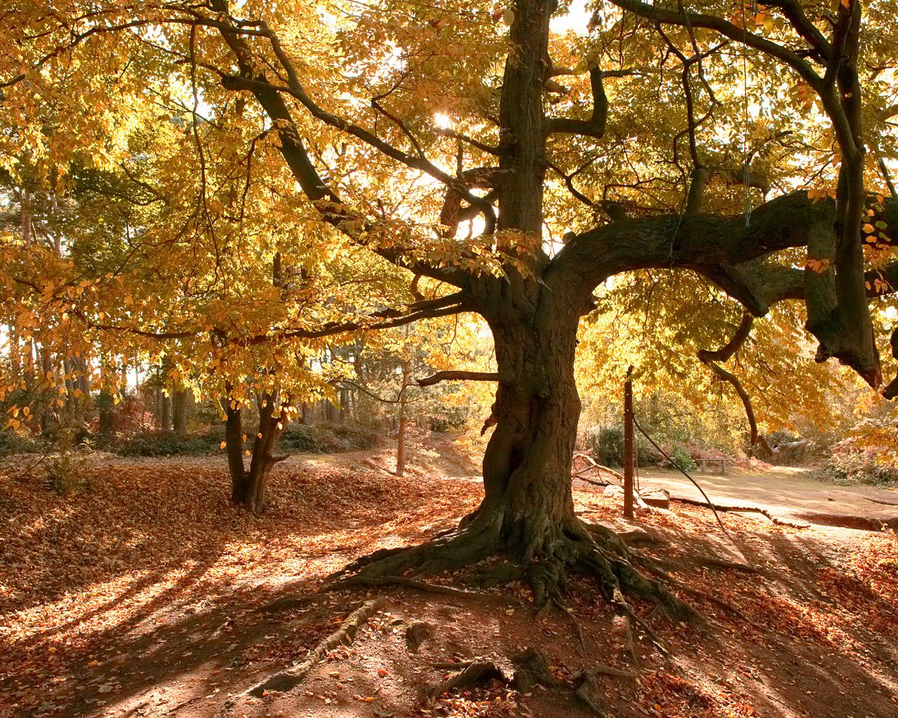 árbol bosque hojas