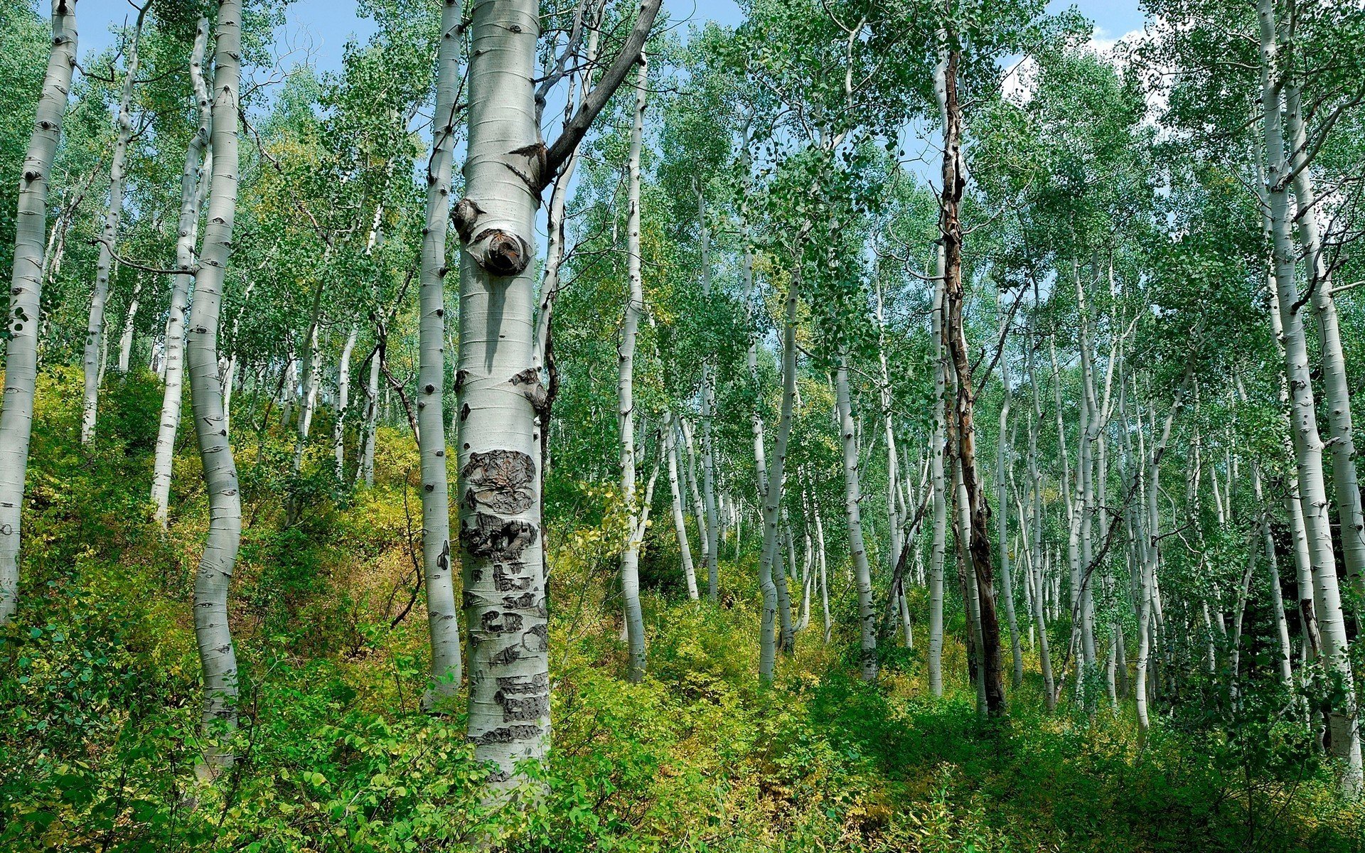 wald birken büsche