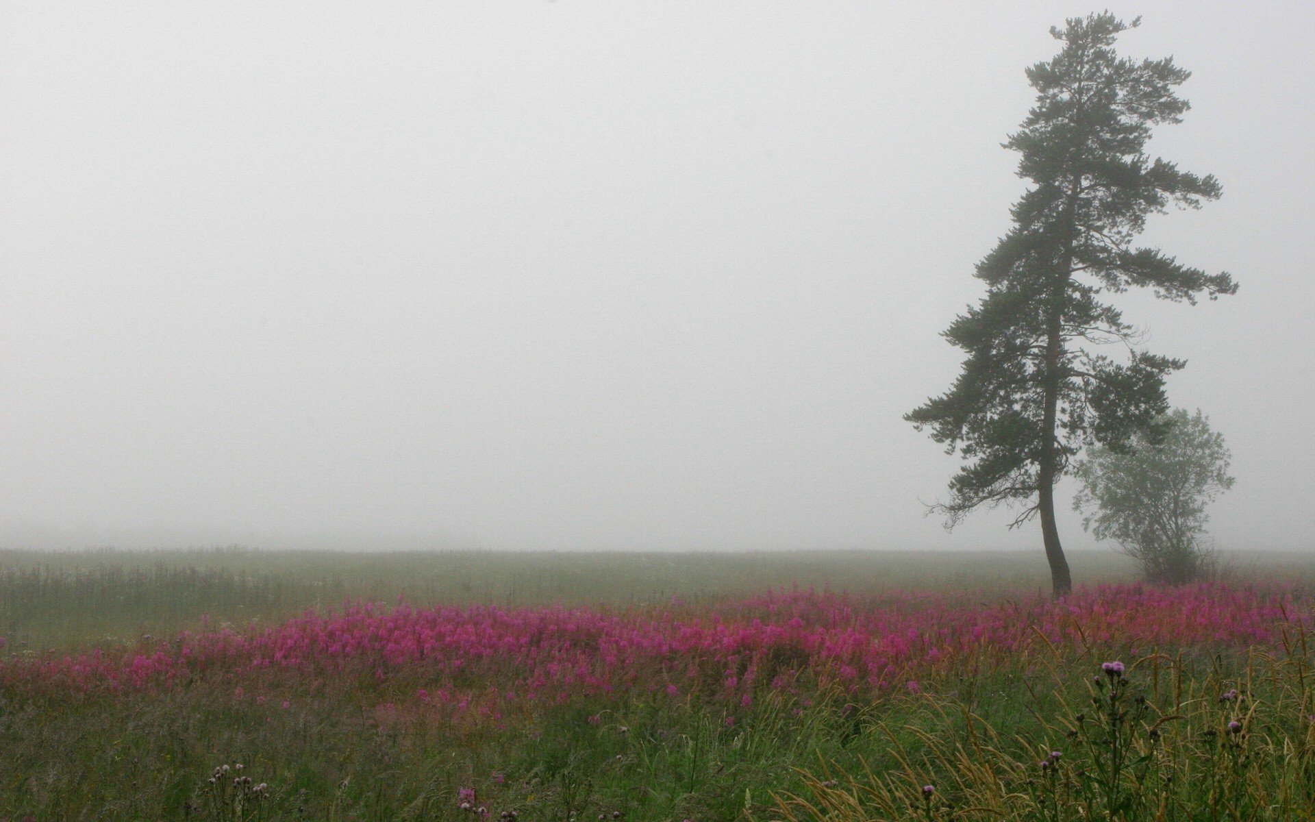 nebel baum feld