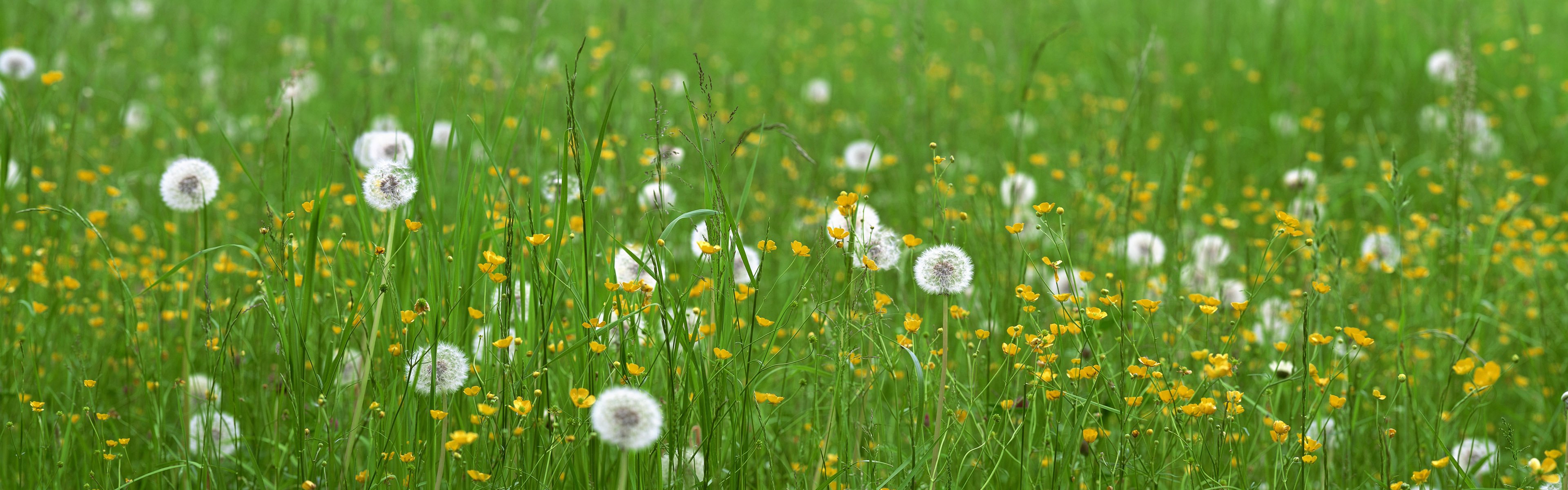 erba denti di leone fiori campo