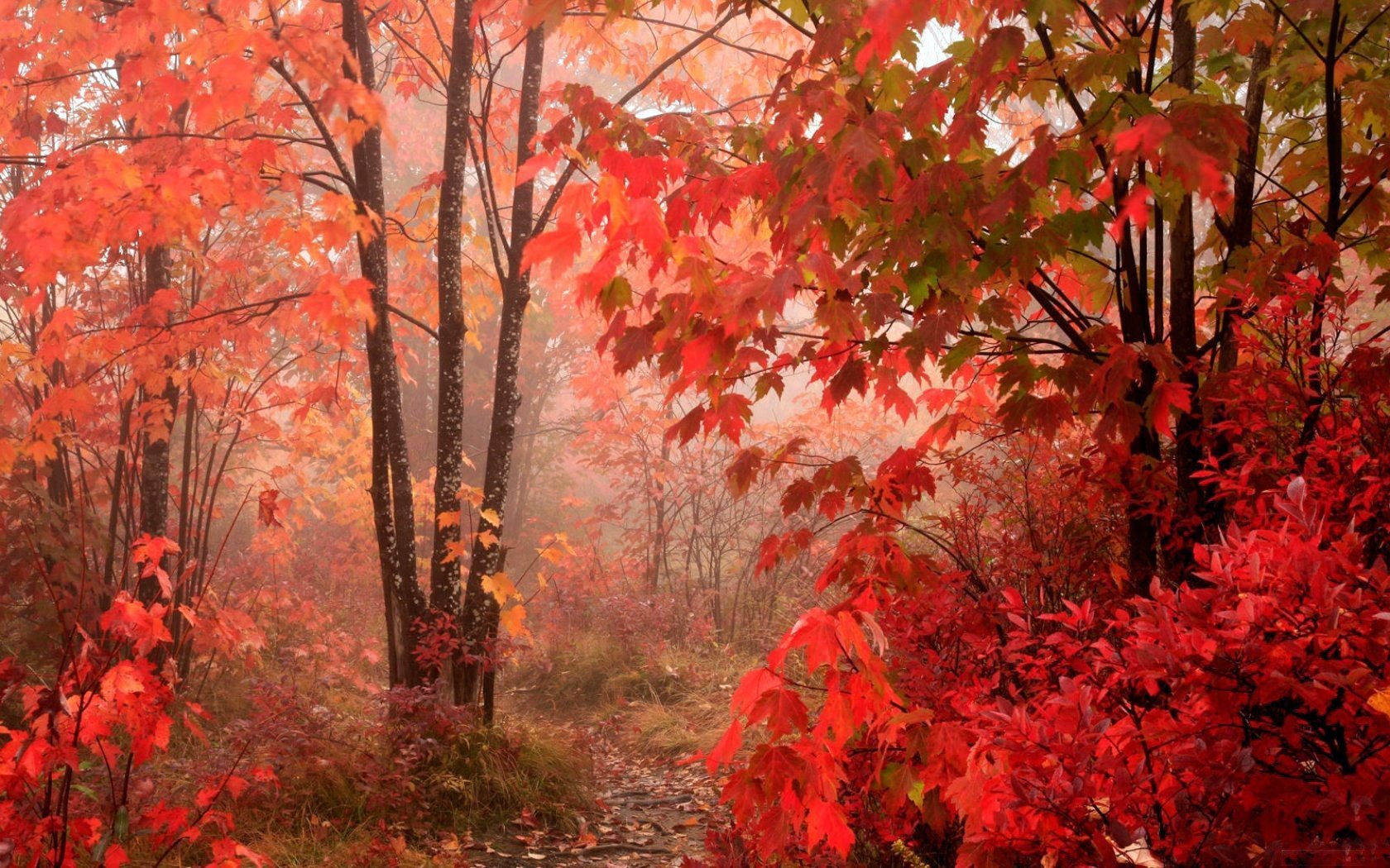 autunno rosso foglie foresta