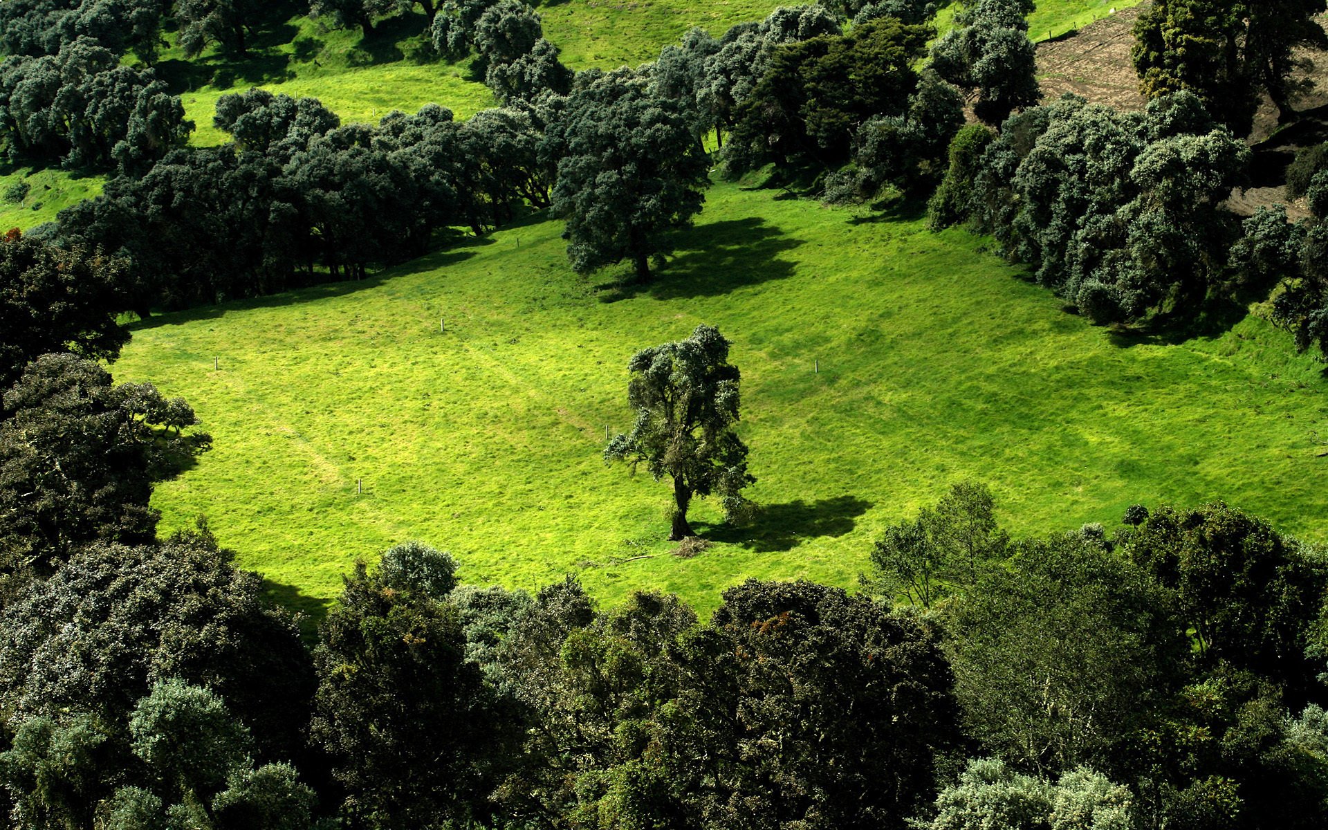 champ arbres verdure