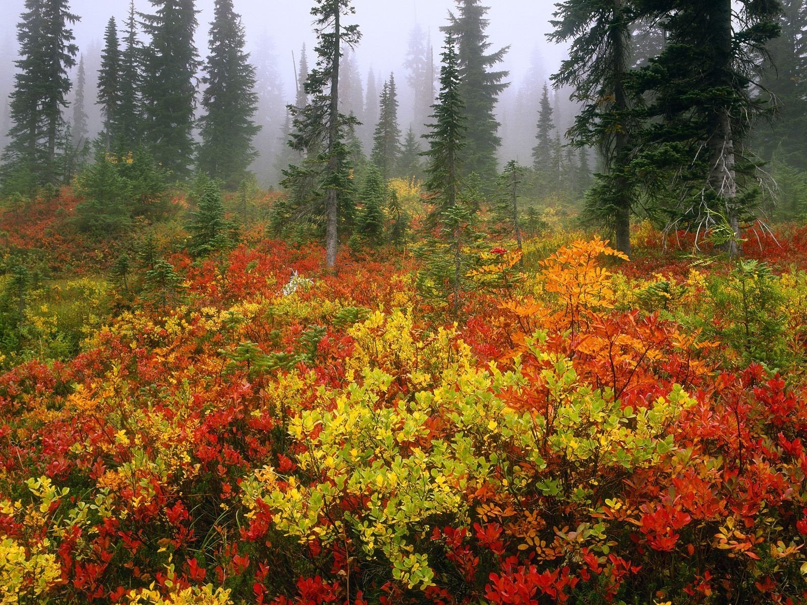 forest fog autumn