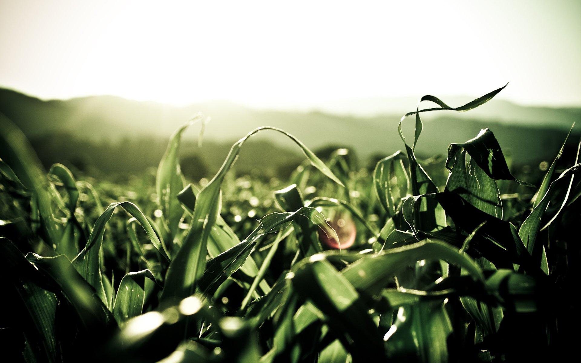 plantes feuilles vert