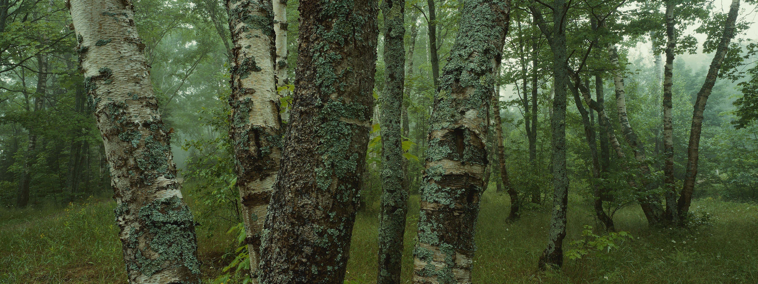 bosque abedules musgo árboles