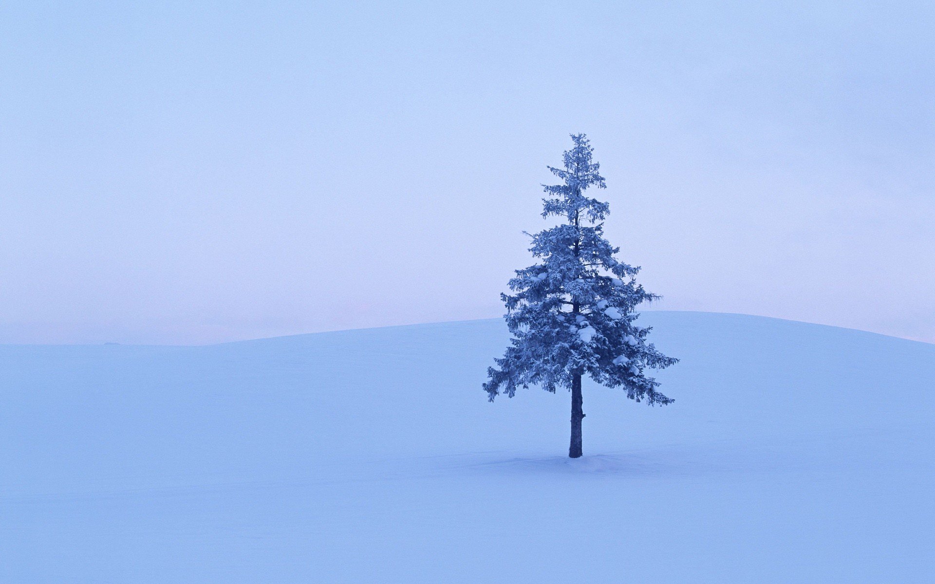 albero neve inverno