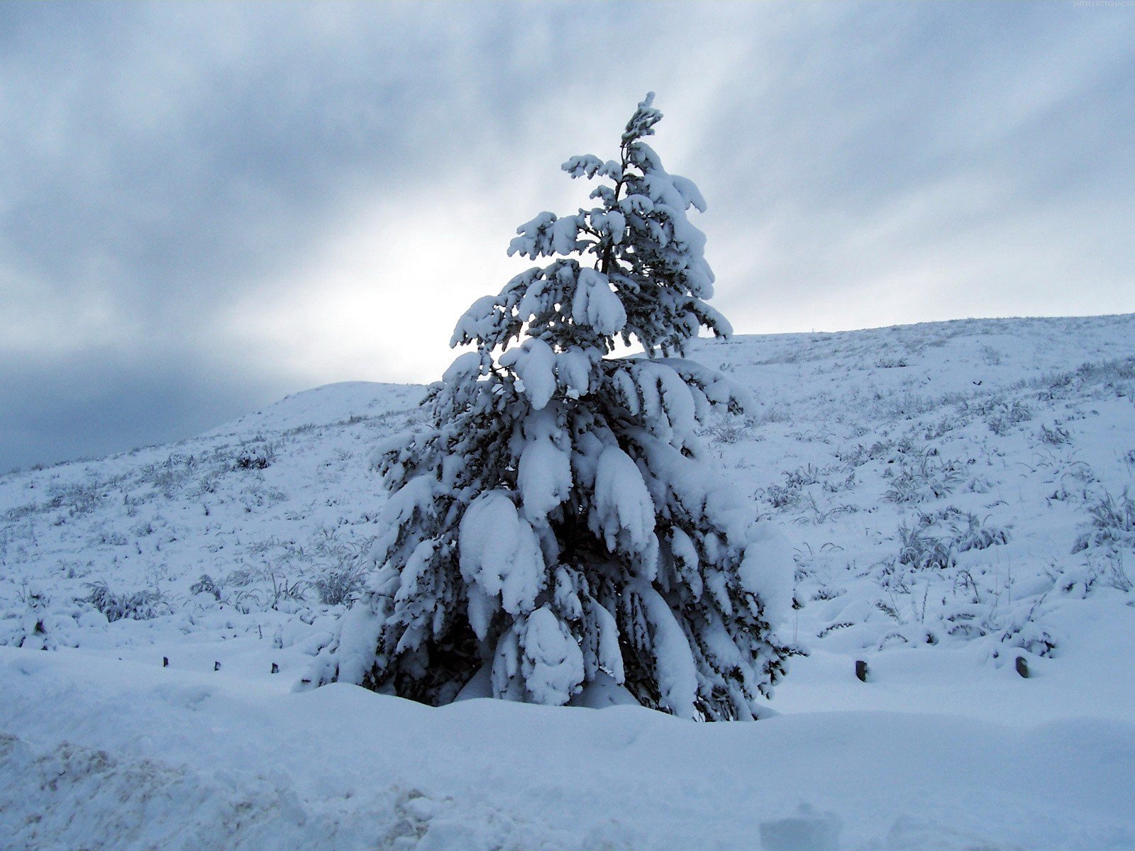 weihnachtsbaum winter schnee