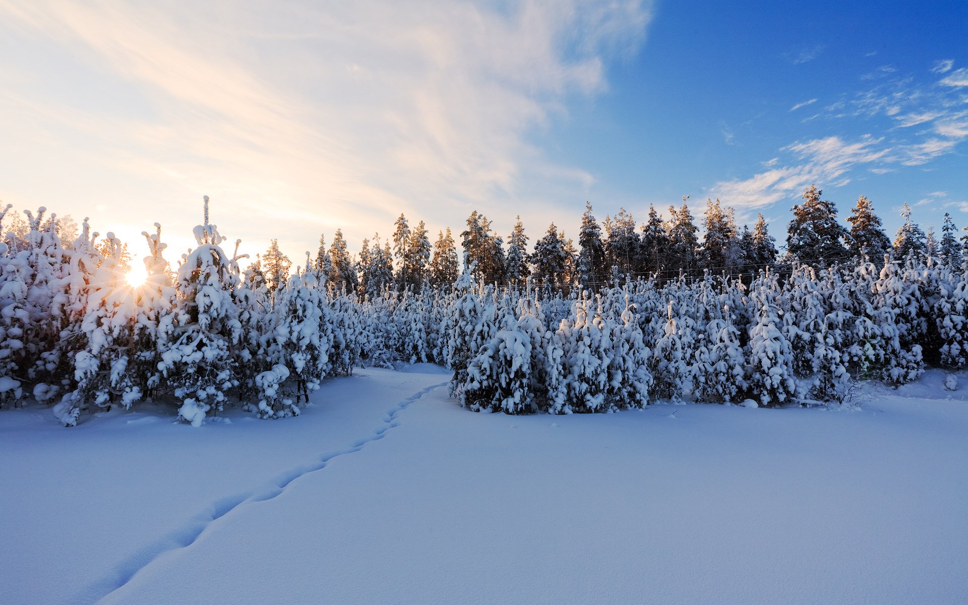 winter christmas tree snow