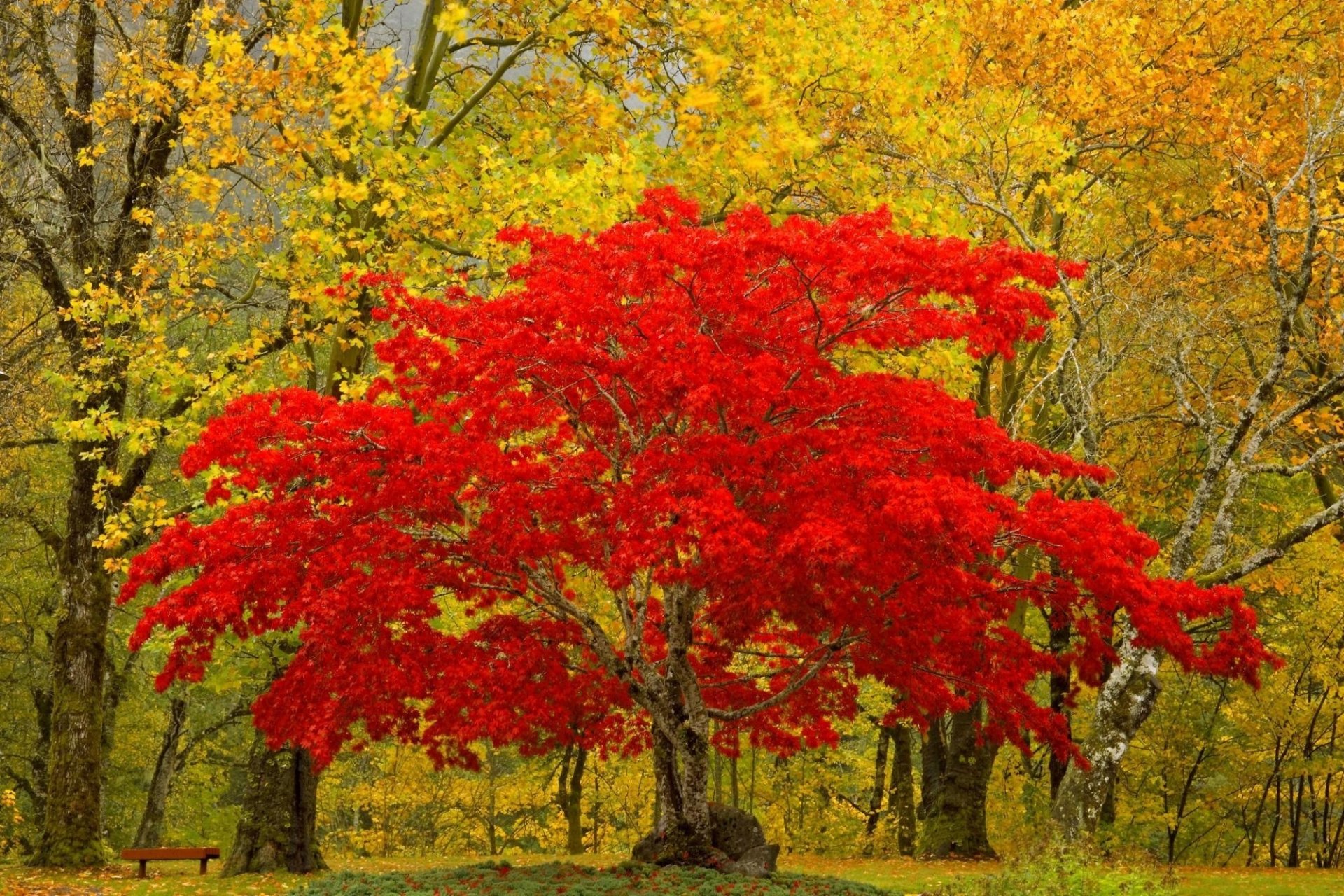 las drzewo liście natura