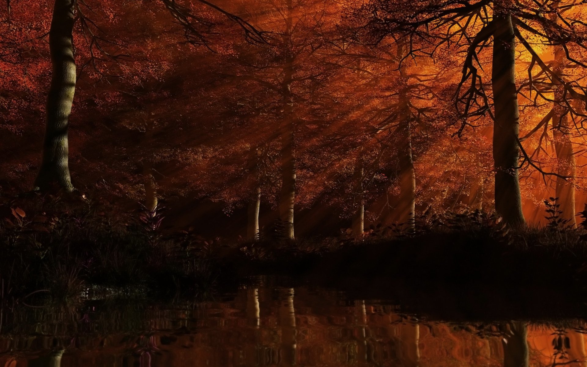 foresta alberi foglie rosso acqua raggi