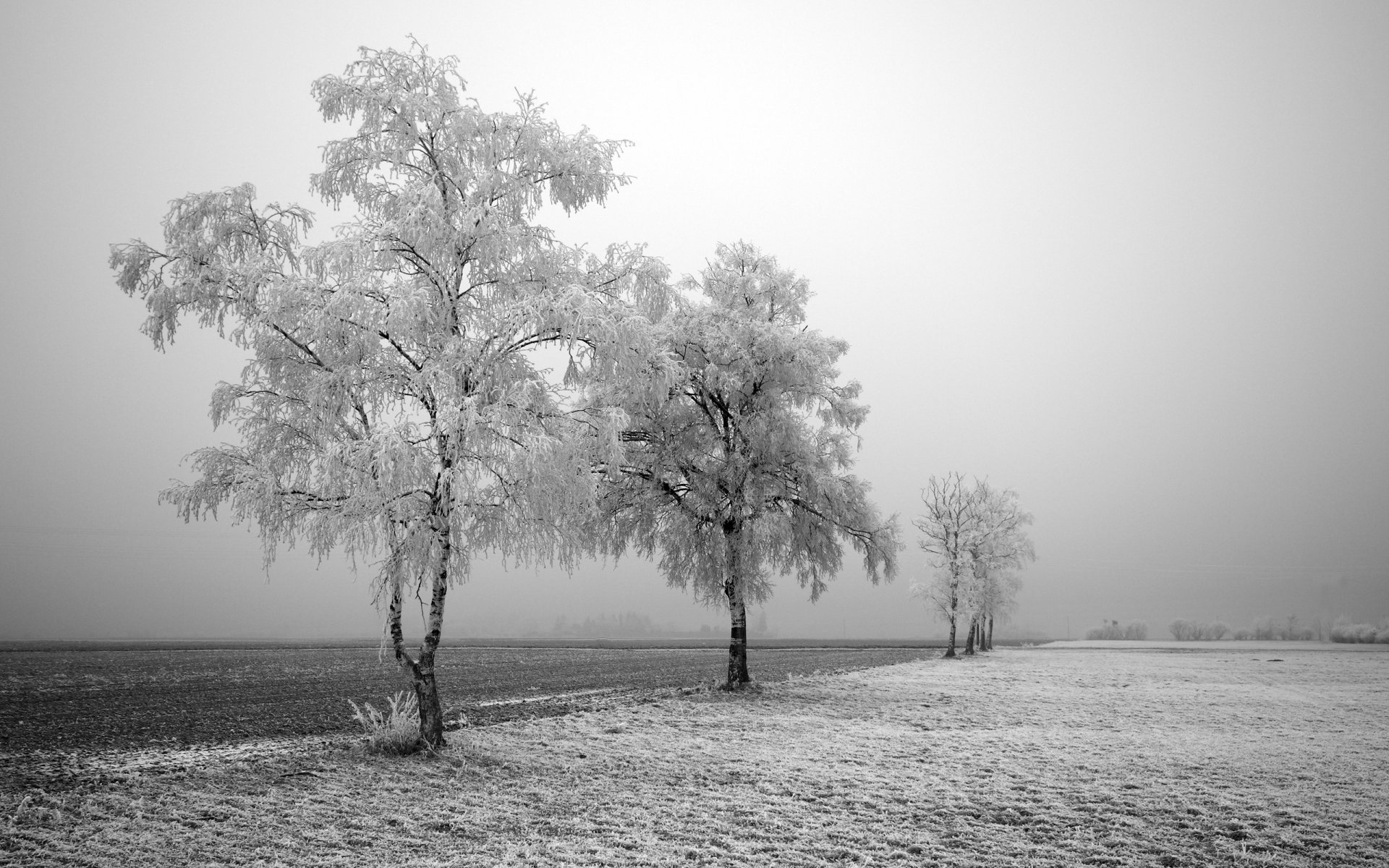 invierno camino árboles