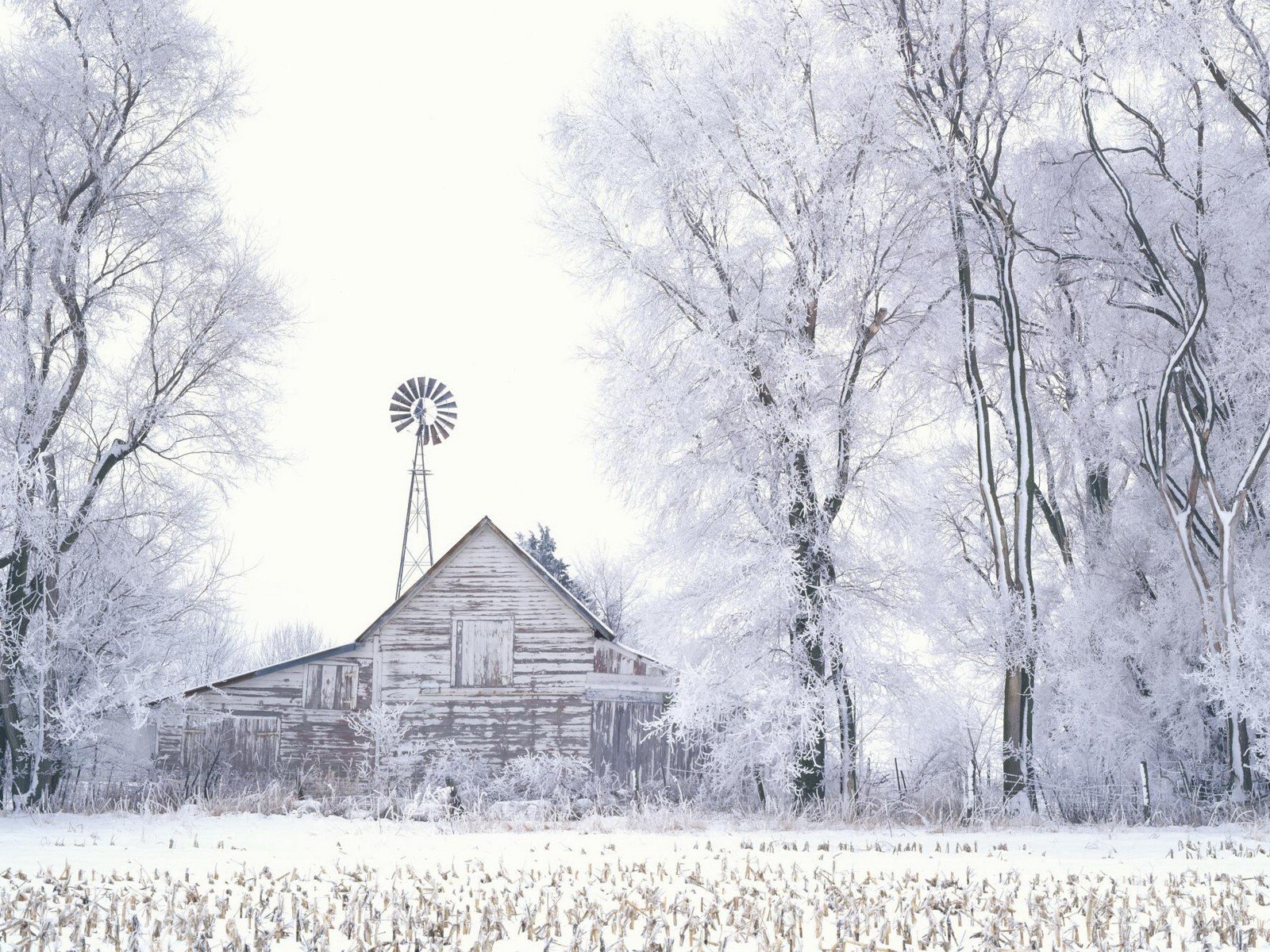 winter snow tree sarah