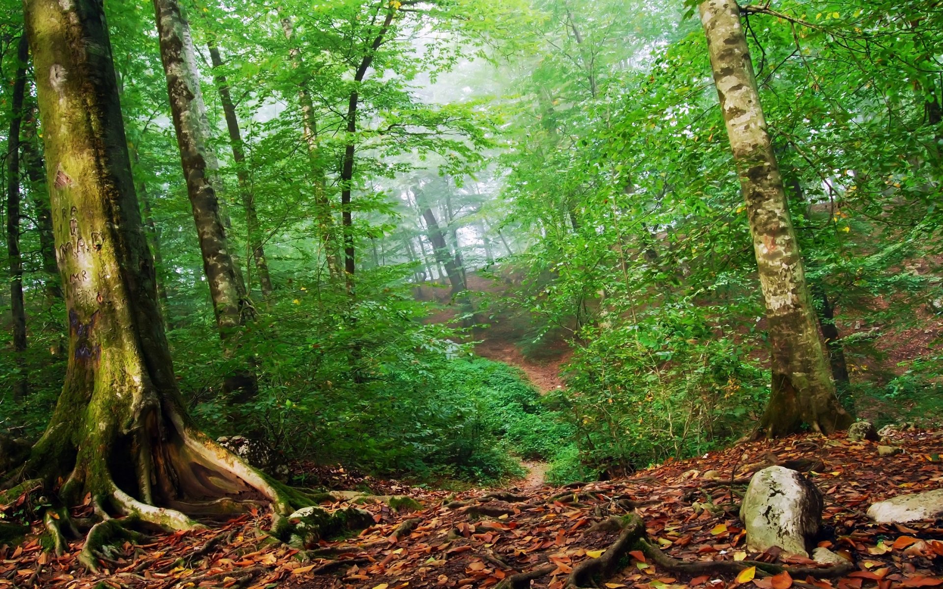 bosque verde hojas