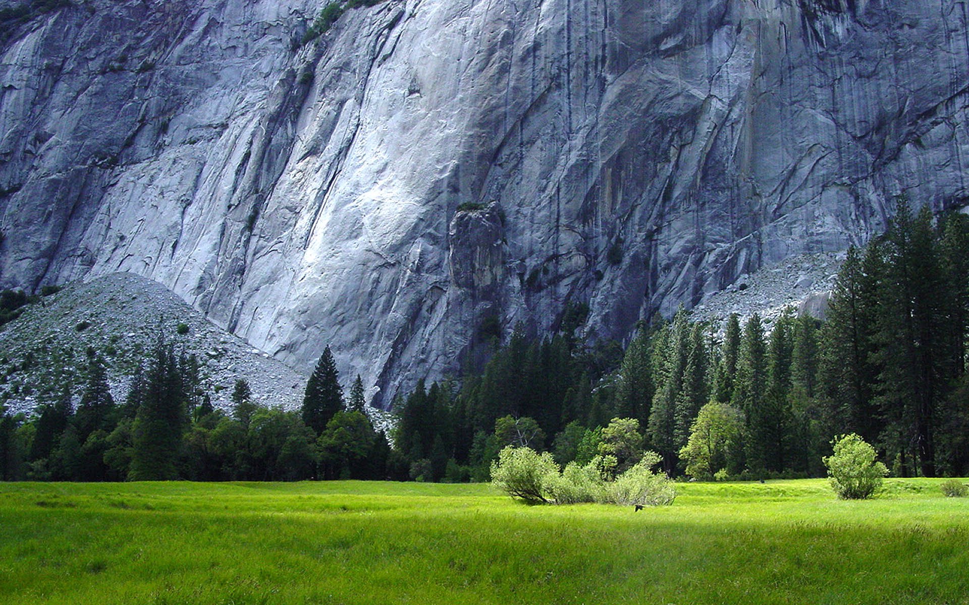 granite rocks grass forest yosemite