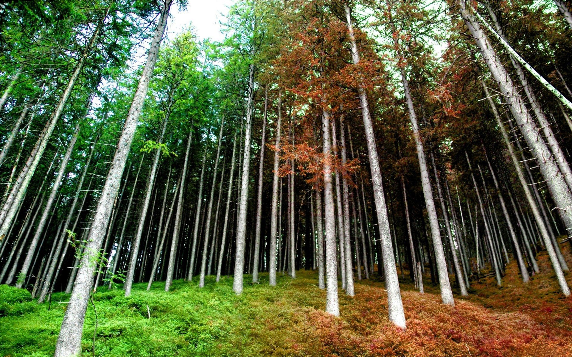 bosque primavera otoño