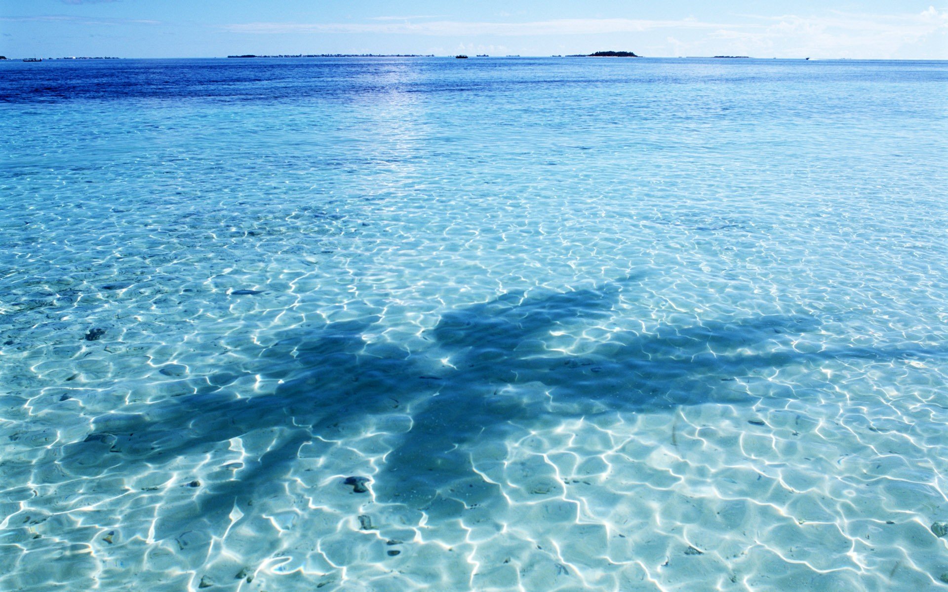 agua sombra azul palma