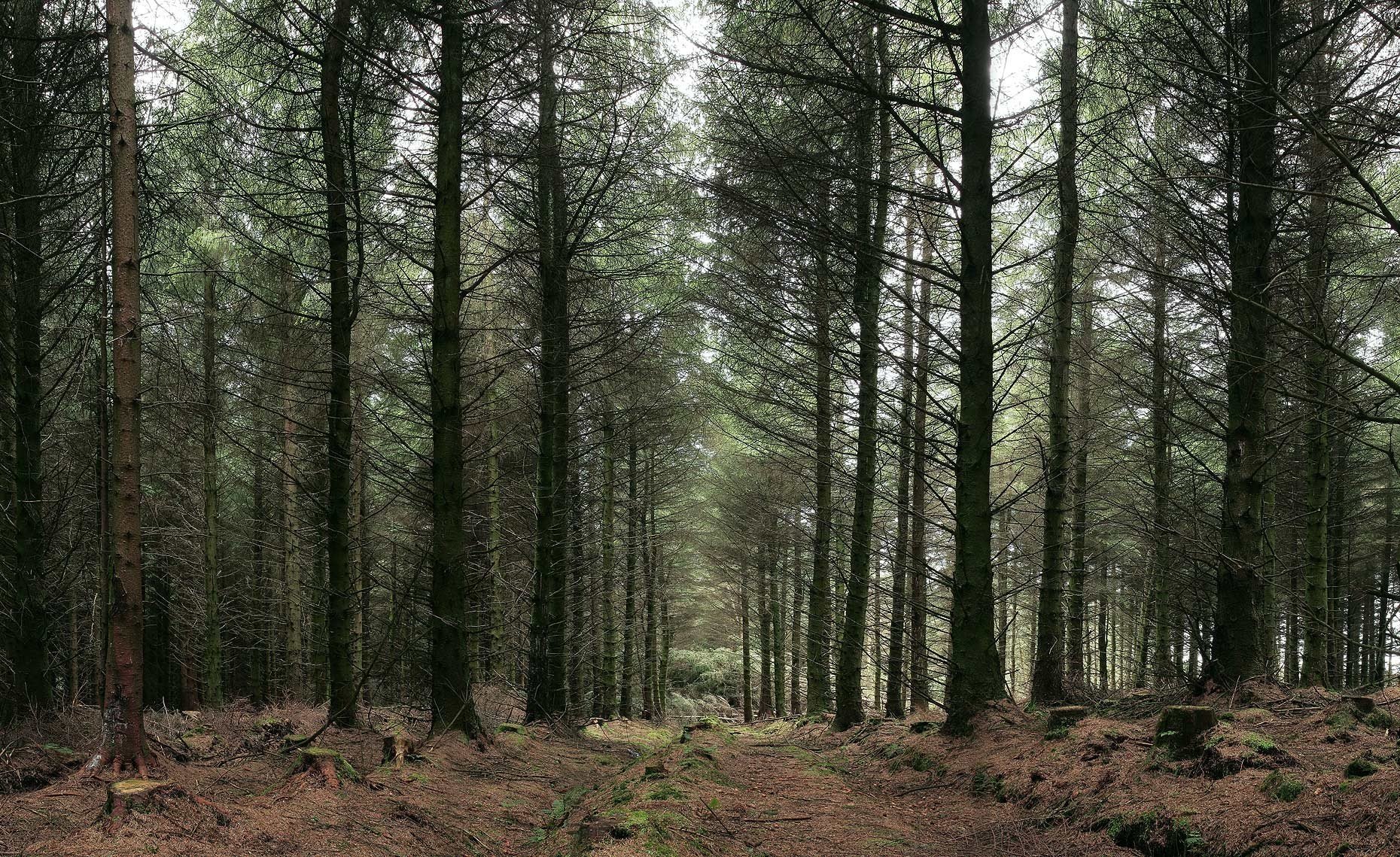 forêt arbres