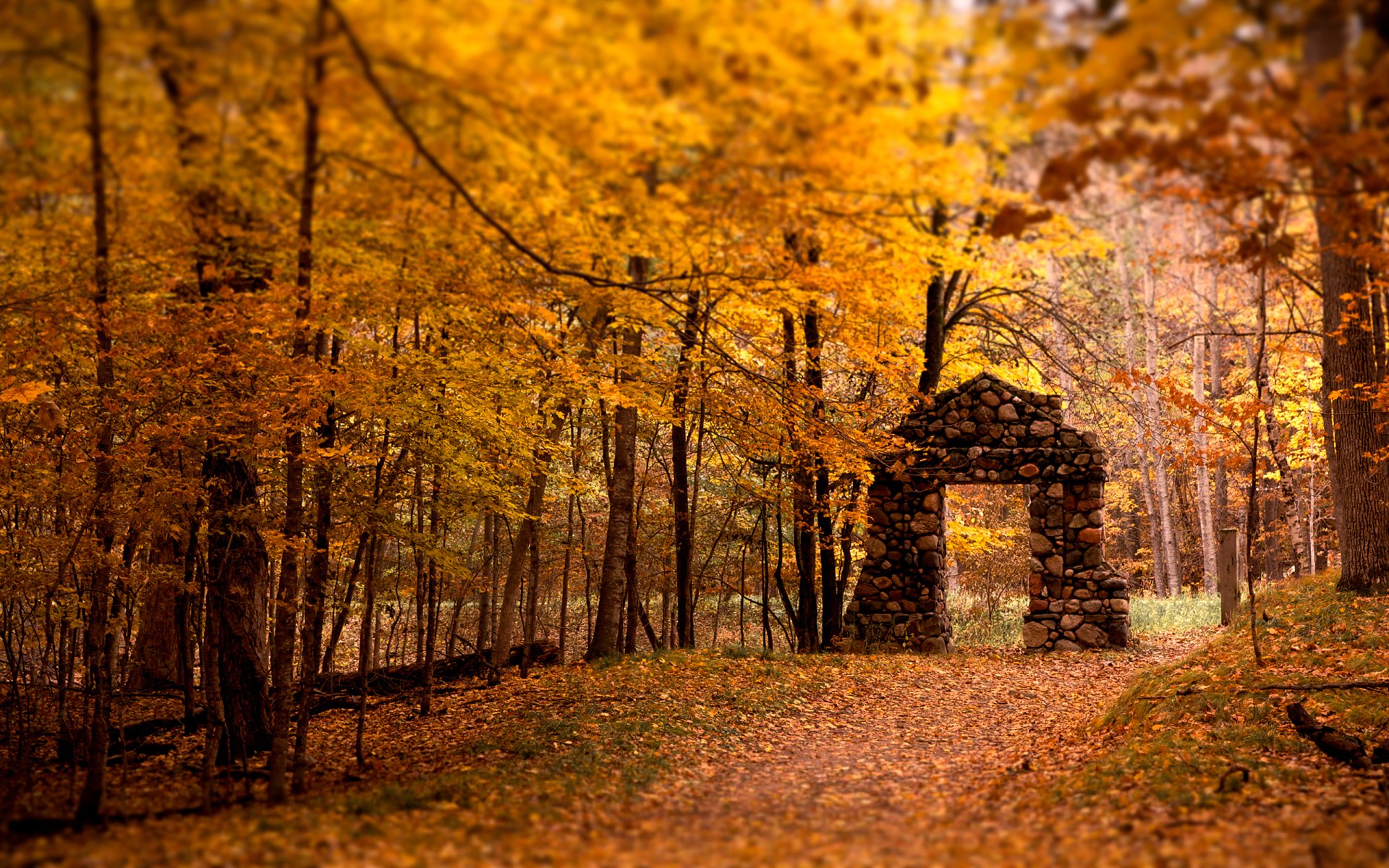 bosque hojas árboles otoño arco