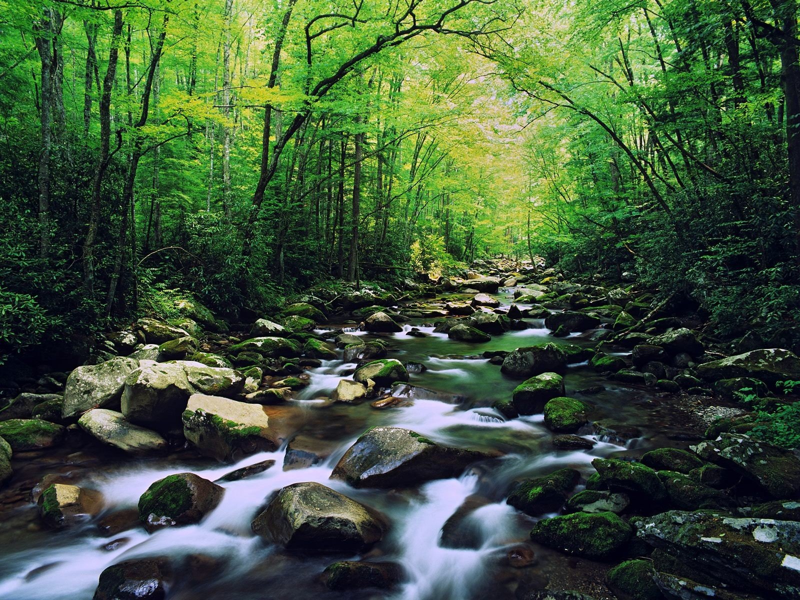 fiume foresta pietre