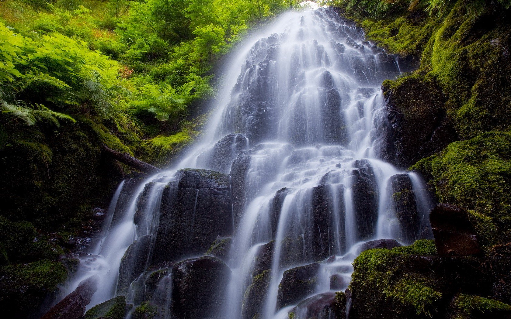 cascata pietre piante