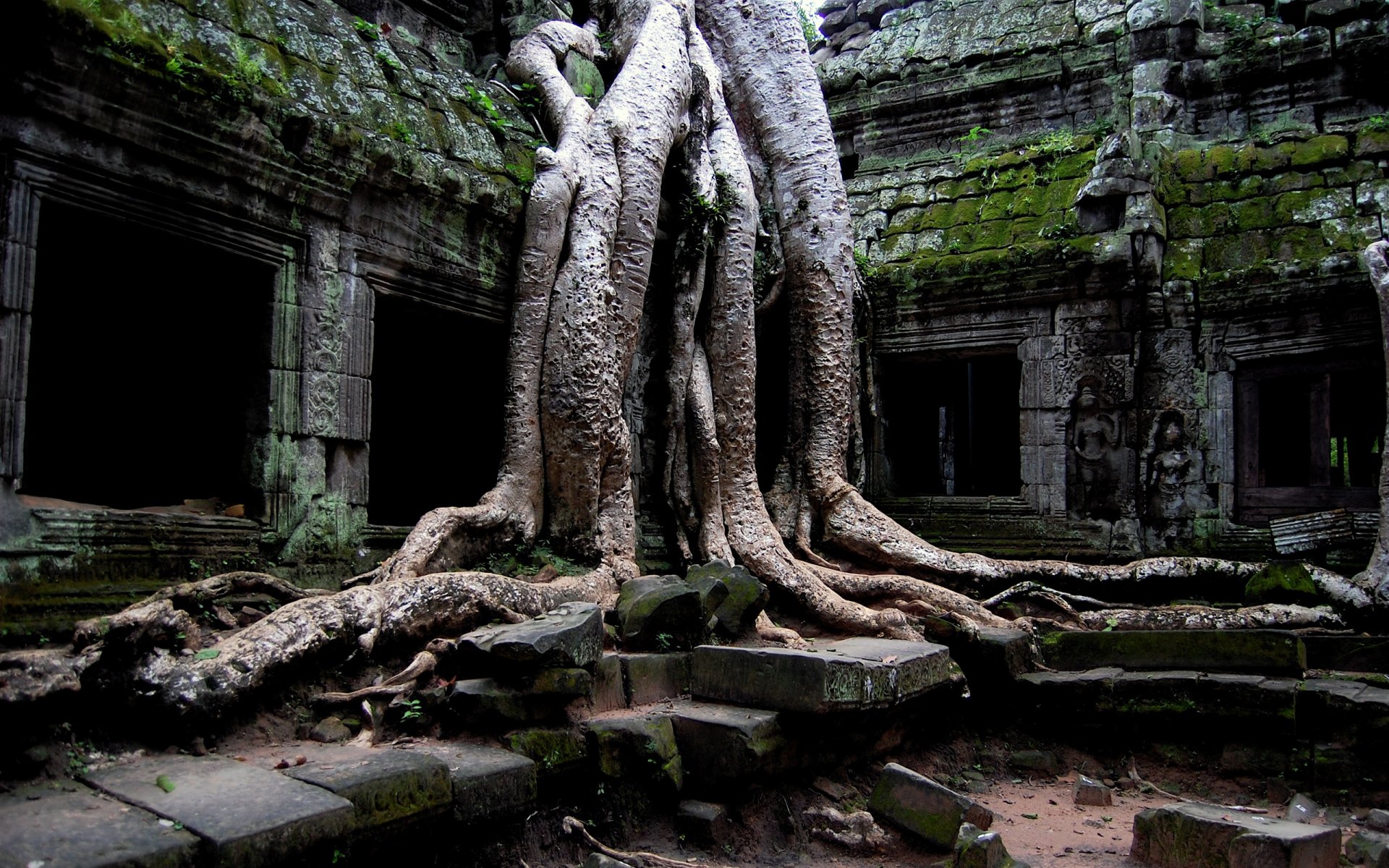 tree ruins stones structure ruin