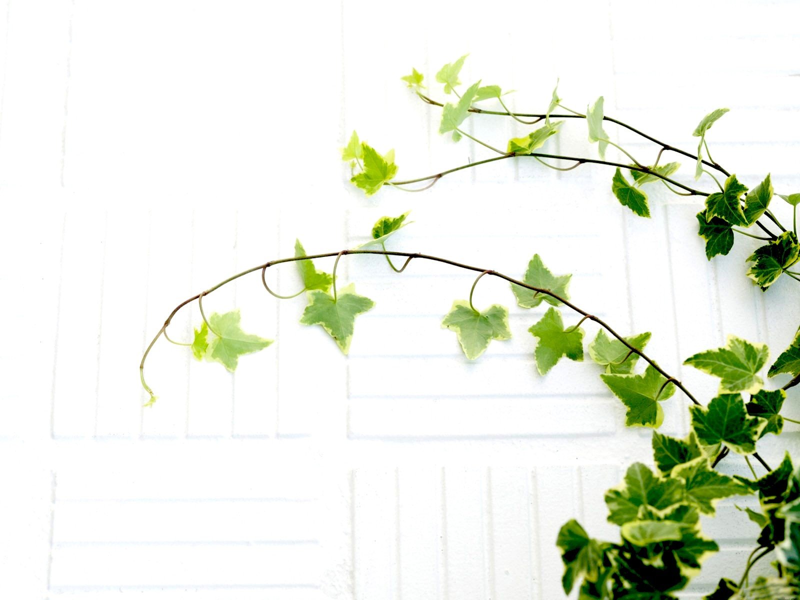 feuilles plante blanc branches