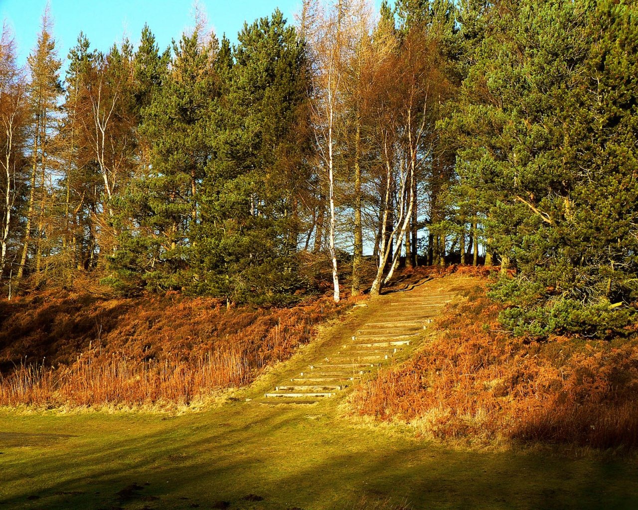 wald tannenbäume försterin