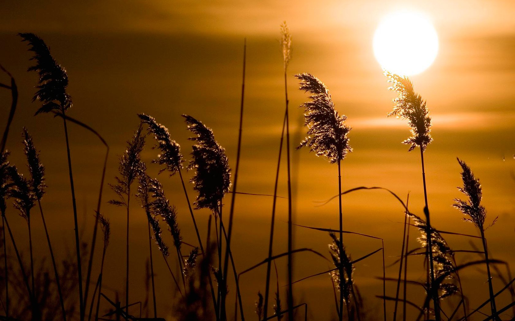 coucher de soleil soleil roseau herbe