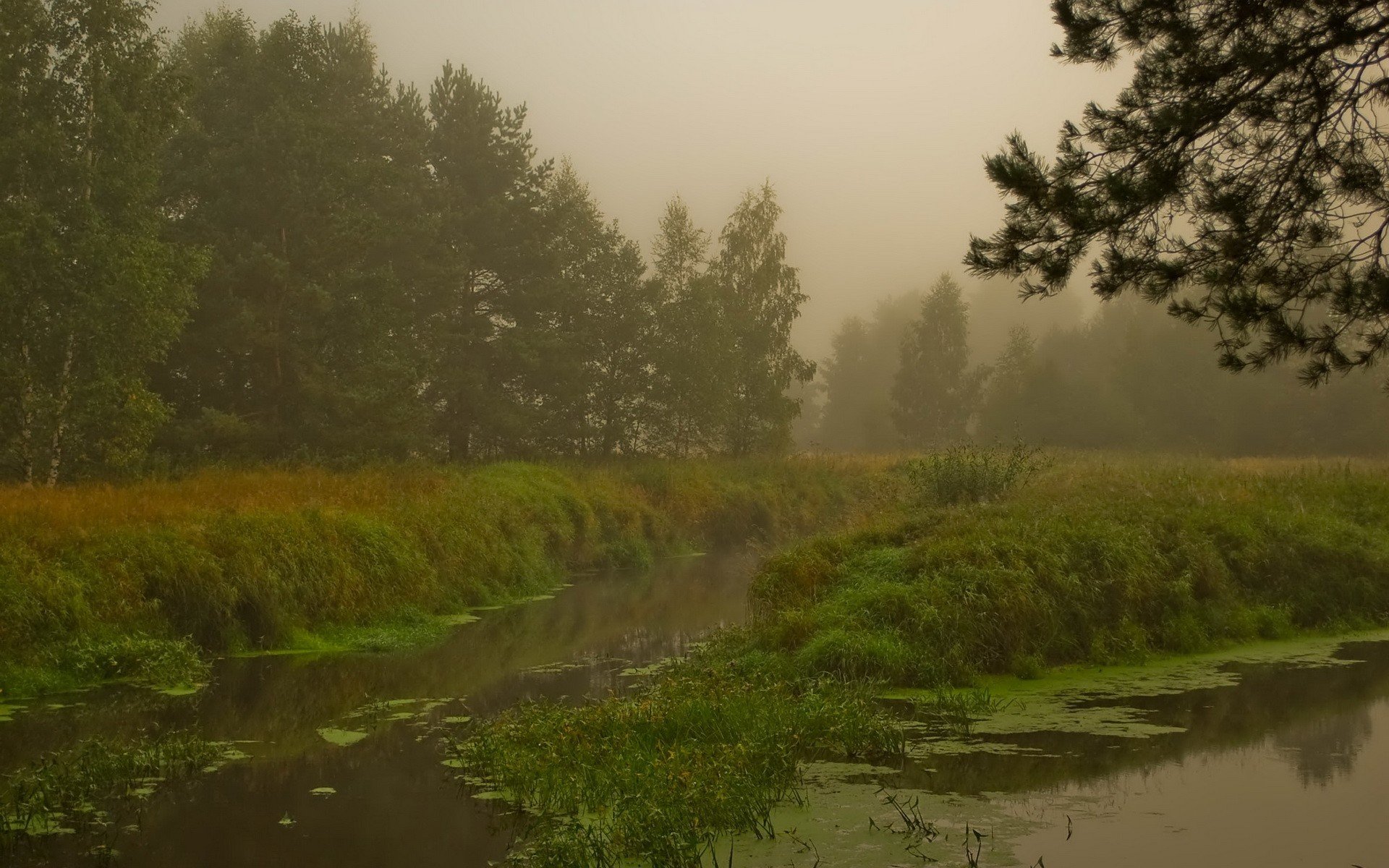 bosque niebla pantano